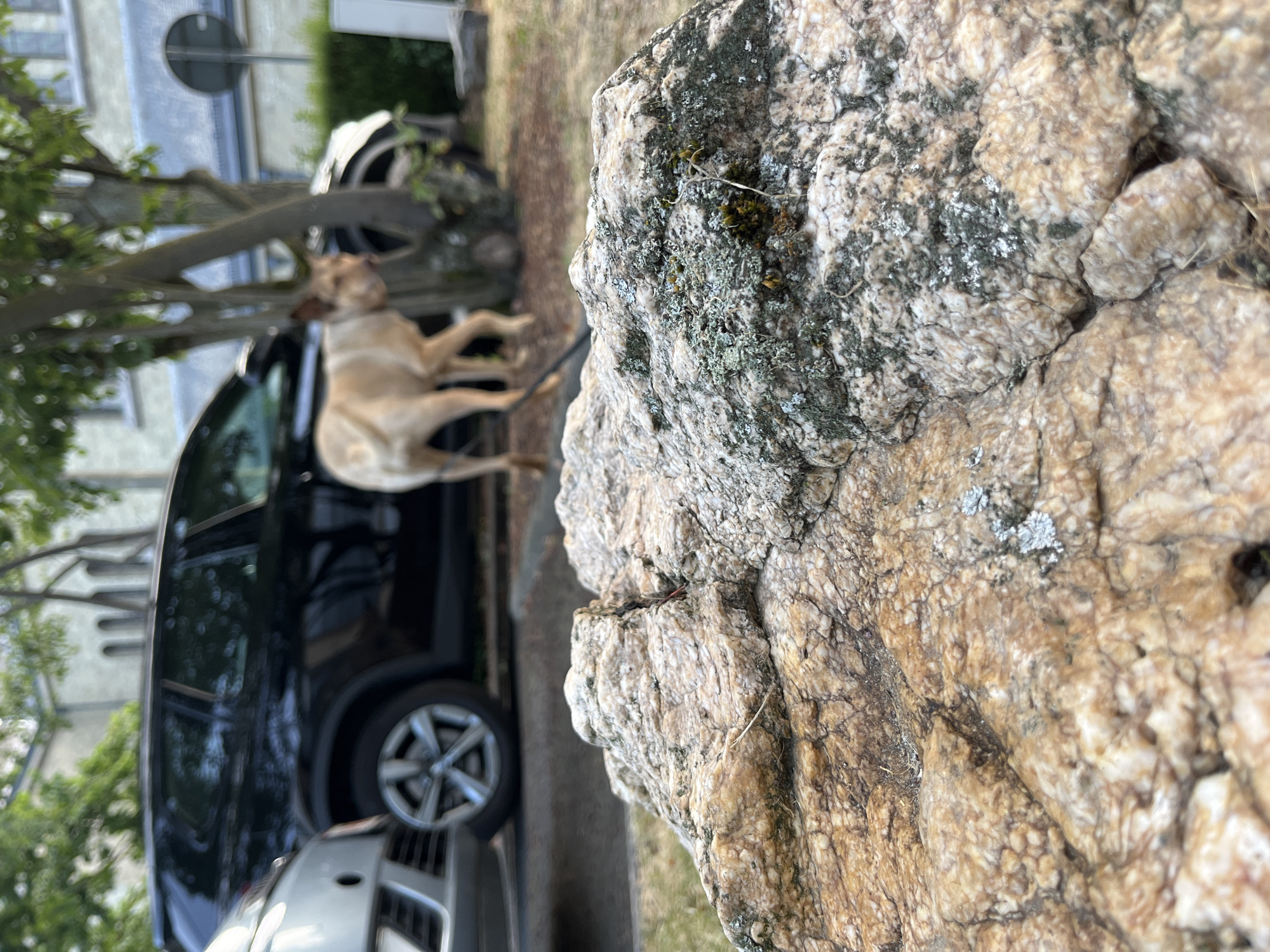 In Saint-Vith, Belgium, a tan dog is seen standing in front of a black SUV, with a portion of a white vehicle visible to the left. The scene takes place outdoors, with trees and a building in the background. In the foreground, a large rock with lichen and moss is prominently featured, with a shallow depth of field that blurs the background elements. The dog appears to be on a leash, though the leash is not fully visible. The environment suggests a parking area or a roadside.