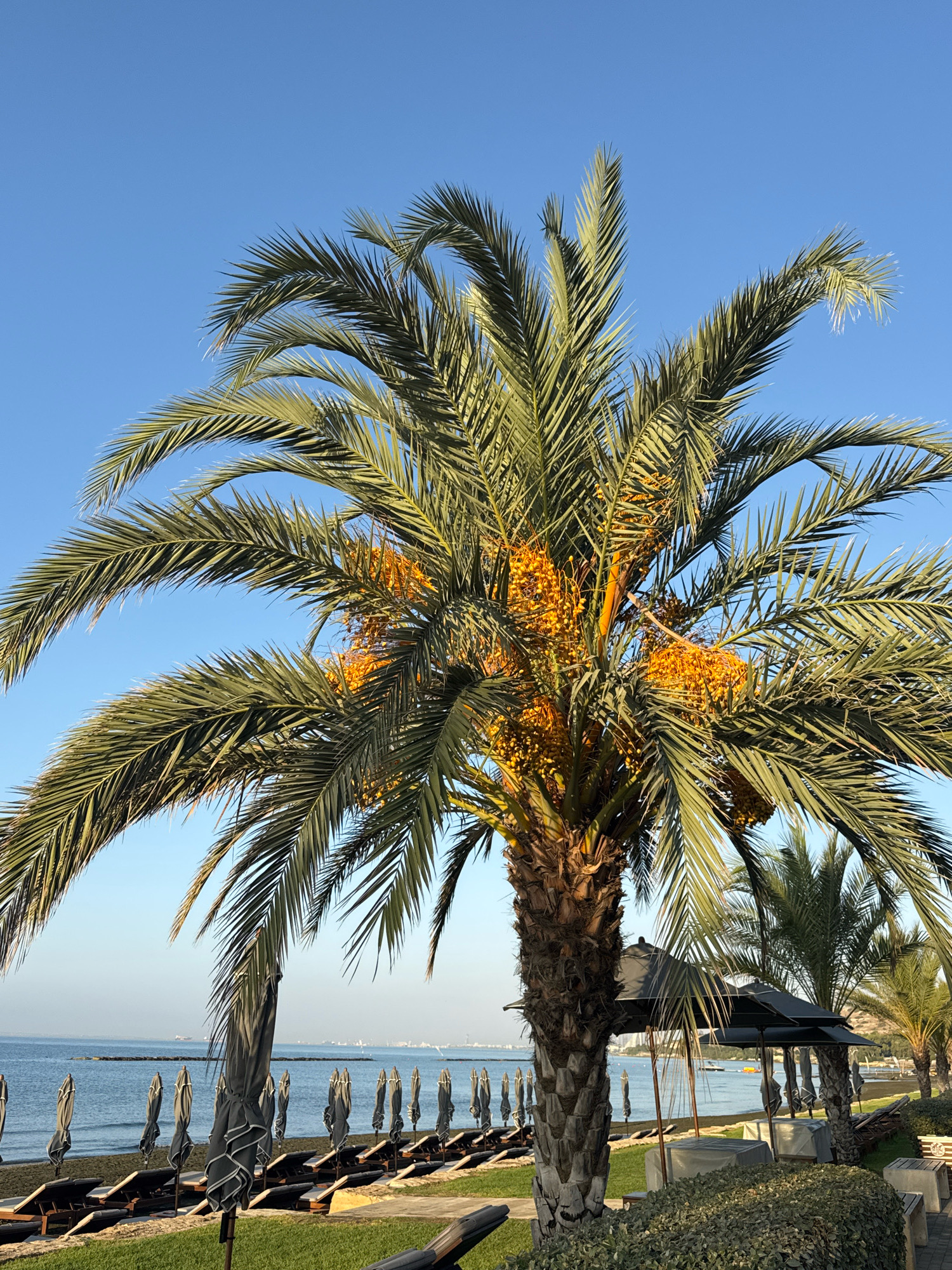 This image captures a segment of the beach in Agios Tychona Community, Cyprus, under a clear, bright blue sky. A prominent palm tree dominates the foreground, its fronds spread wide and bearing clusters of yellow dates. To the right of the palm tree, several dark umbrellas are set up, some covering tables. In the mid-ground, a row of closed lounge chairs and umbrellas are arranged on the sandy beach, facing the calm blue sea. A breakwater made of dark stones extends into the water, and a distant coastline with buildings is visible on the horizon. The scene is serene and suggests a well-maintained resort or public beach area. There are no people visible in the frame.