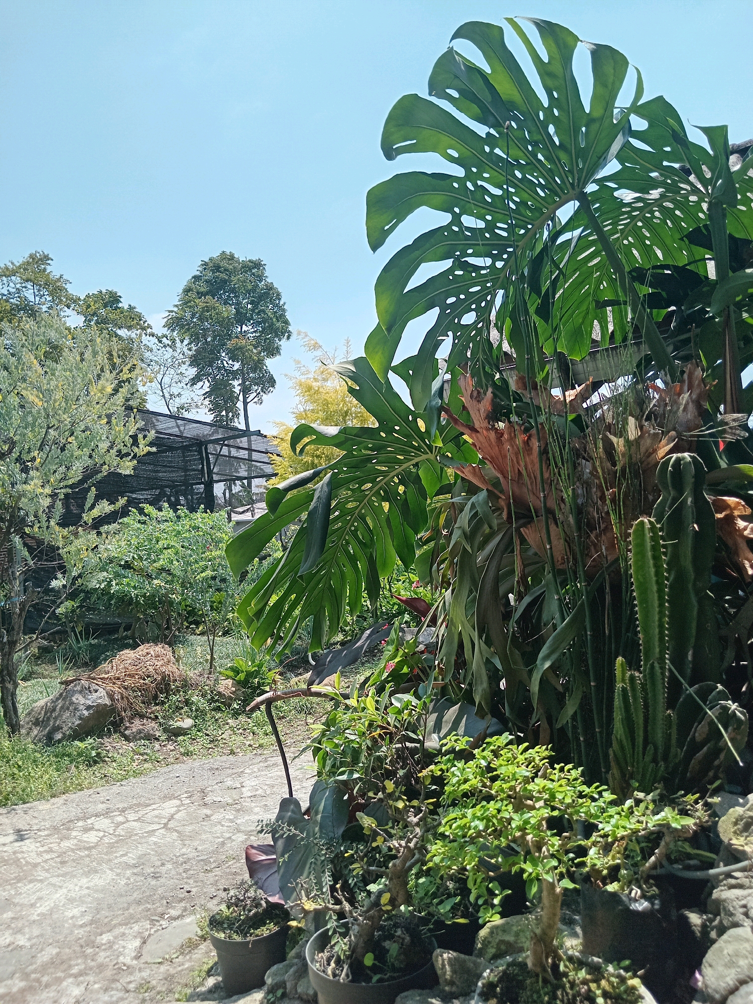 This is a photograph of an outdoor garden scene in Claket, Indonesia. The foreground is dominated by several potted plants, including a small bonsai tree with vibrant green leaves, and some larger plants with dark green foliage. Behind these potted plants, a large Monstera deliciosa plant with characteristic split leaves is prominently displayed, along with a cactus and what appears to be a staghorn fern. The background reveals a pathway made of concrete, flanked by various types of vegetation, including smaller shrubs and trees. In the mid-ground, a black mesh structure, possibly a greenhouse or a shade house, is visible amongst the greenery. The sky above is clear and blue. The overall environment is lush and tropical, typical of a garden setting in Indonesia.