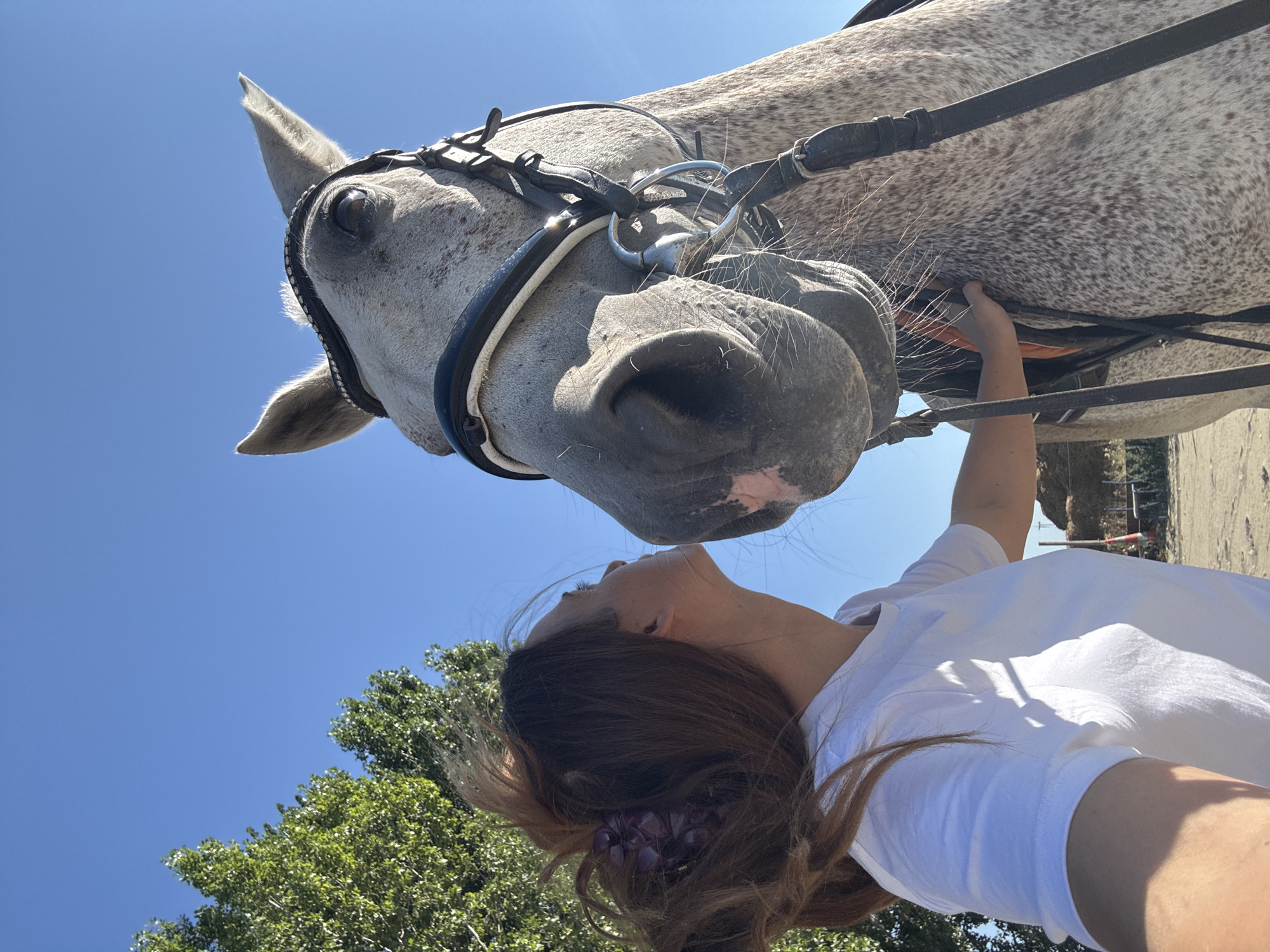A woman with long brown hair tied back with a large purple clip is leaning in to kiss a dappled gray horse on the nose. She is wearing a plain white t-shirt. The horse is wearing a black bridle with decorative rhinestones and a metal bit. The woman is touching the horse's neck with her left hand. The background shows a clear blue sky, green trees, and some farm structures with hay bales and fencing. The image appears to have been taken outdoors on a sunny day, likely in a rural or equestrian setting. There is no information available about the location being in Estaimpuis, Belgium.