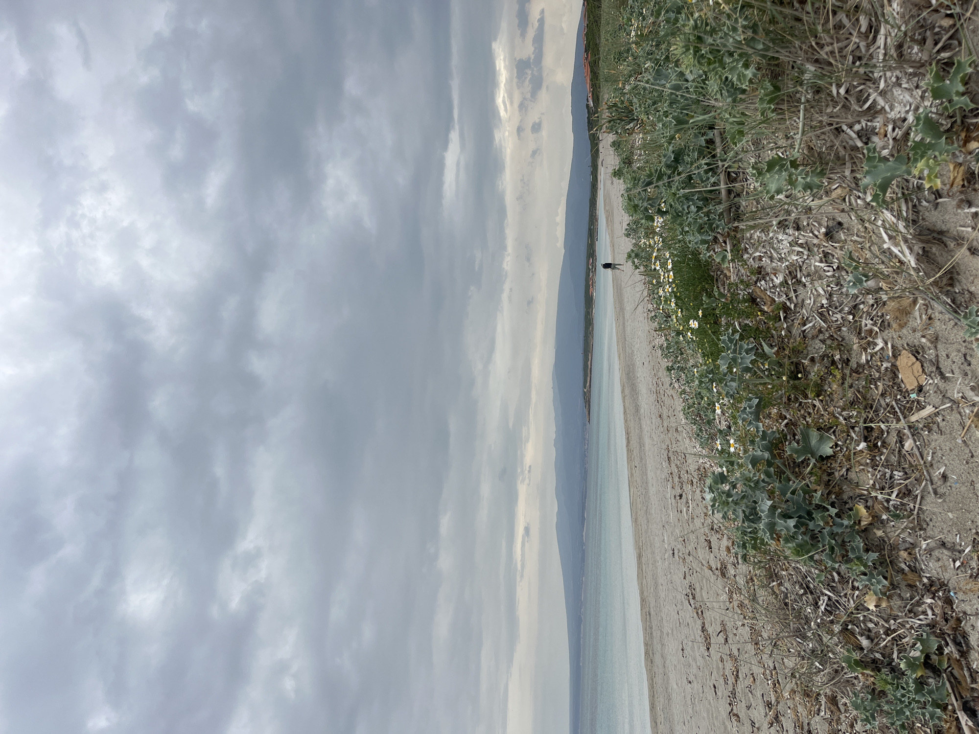 A landscape-oriented photo shows a beach scene. The location is near San Vero Milis, Italy. The sky is overcast with dark, grey clouds covering most of the view. The water, a pale turquoise, meets the light-beige sand of the beach. A long, thin strip of land or a hill rises in the distance, seemingly separating the beach from another body of water. On the right side of the photo, vegetation grows along the edge of the beach, including green leafy plants, dried grasses, and small white flowers. Towards the back, a single dark figure is seen walking along the beach.