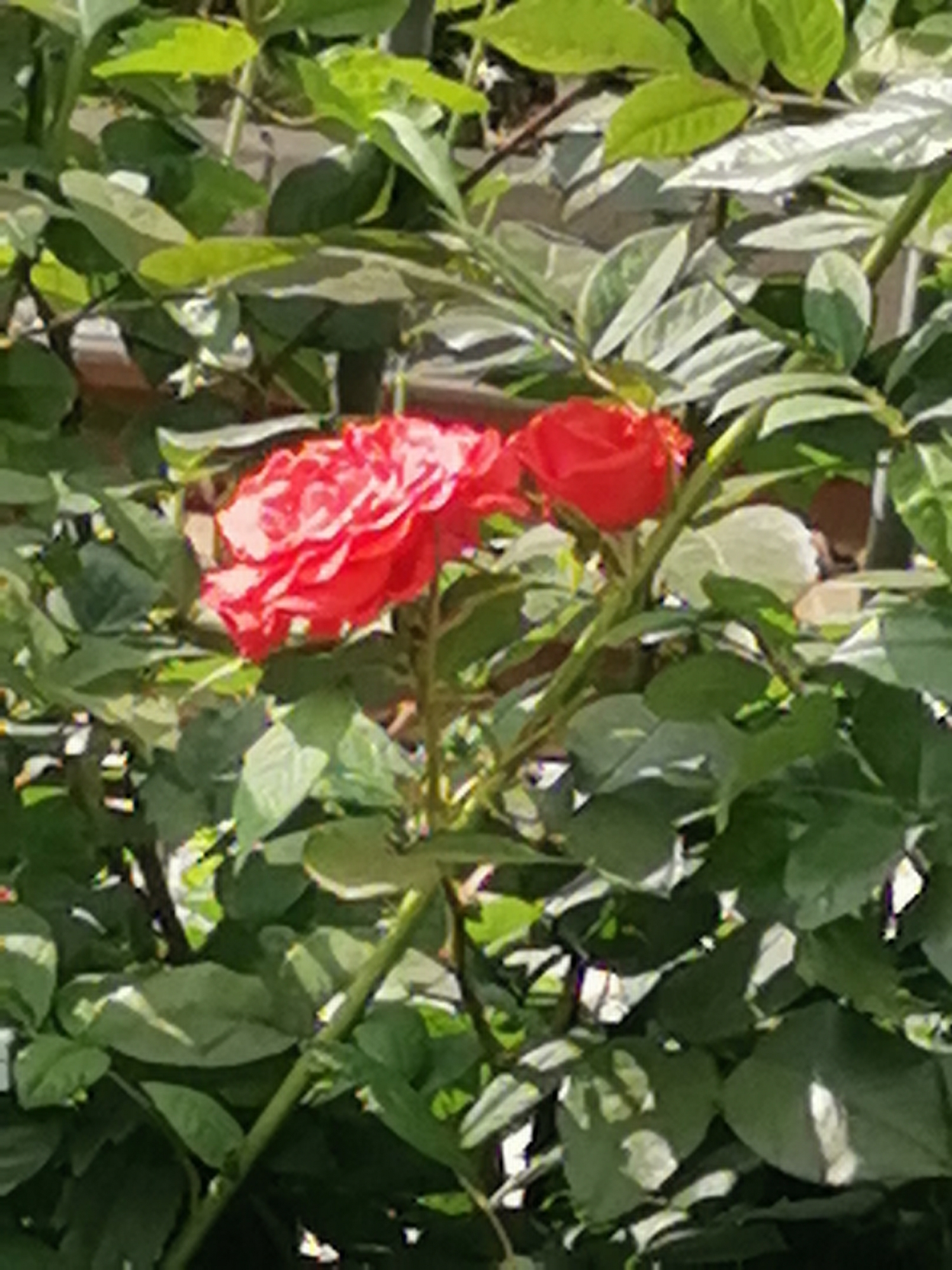 This is a close-up, slightly out-of-focus photograph of two red roses amidst lush green foliage. The roses are the focal point, with the larger one on the left appearing fully bloomed and layered, while the one on the right is a smaller, tighter bud. The surrounding leaves are varied in shape and shade of green, with some appearing lighter and shinier, possibly due to sunlight. The background is indistinct, suggesting a natural setting like a garden or park. There is no discernible context related to Sofia, Bulgaria, or any specific urban environment within the image itself.