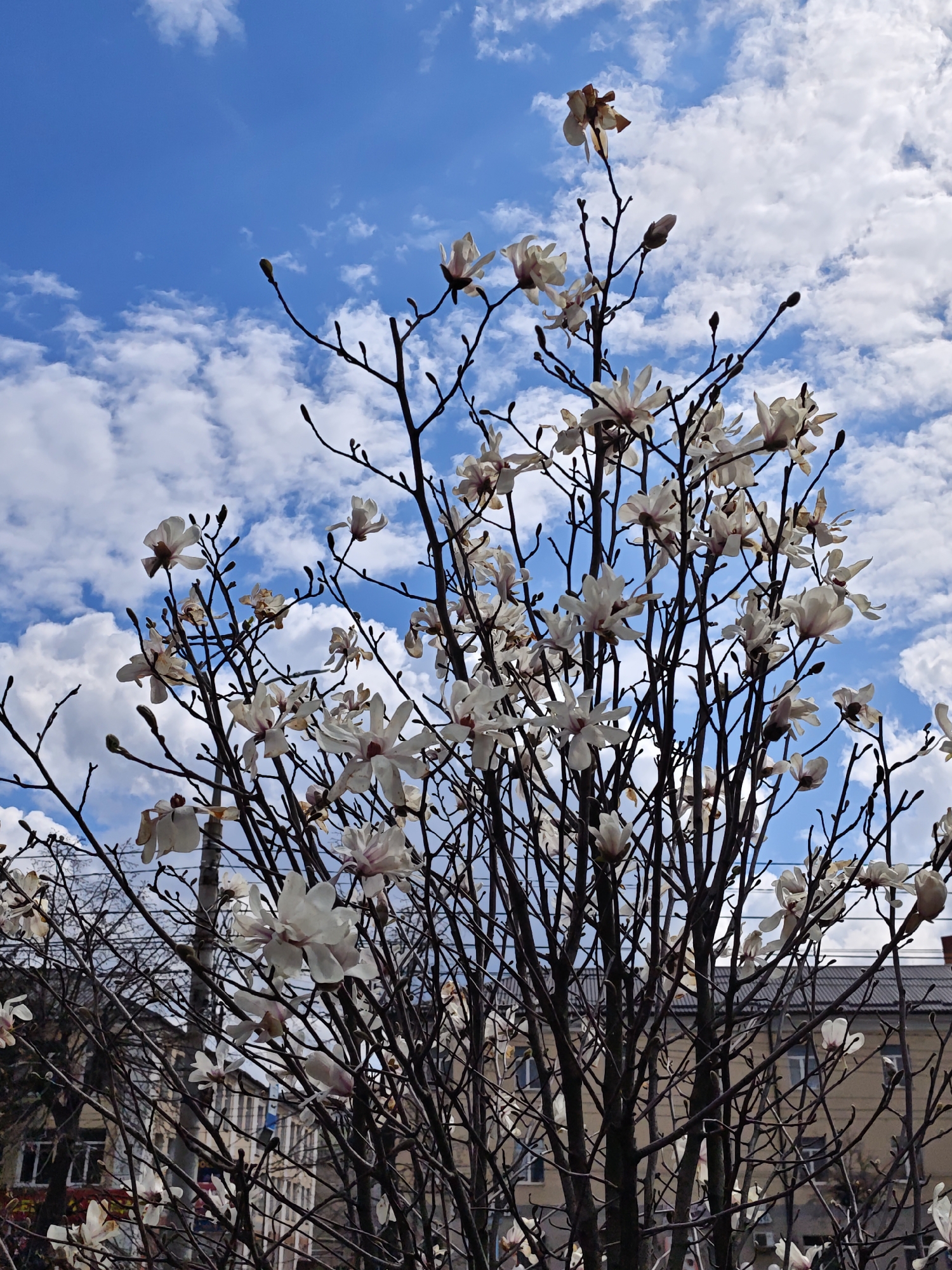 The image shows a magnolia tree in bloom in Vinnytsia, Ukraine. The tree has many bare branches with white and pink flowers. Some flower buds are also visible. The backdrop is a bright blue sky with fluffy white clouds. In the background, the silhouettes of buildings can be seen.
