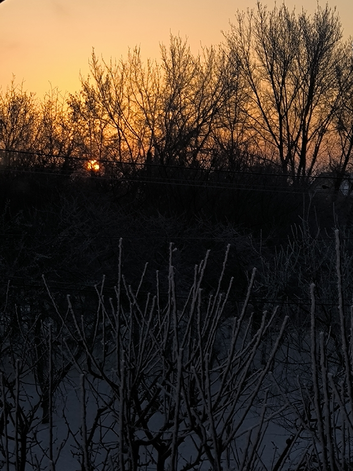 A winter sunset or sunrise paints the sky in orange hues, visible behind a dense line of silhouetted trees. Below, shorter, frost-covered bushes stand in the foreground, their branches stark against the dark ground. Utility wires run horizontally across the midground. The scene evokes a sense of cold and tranquility.