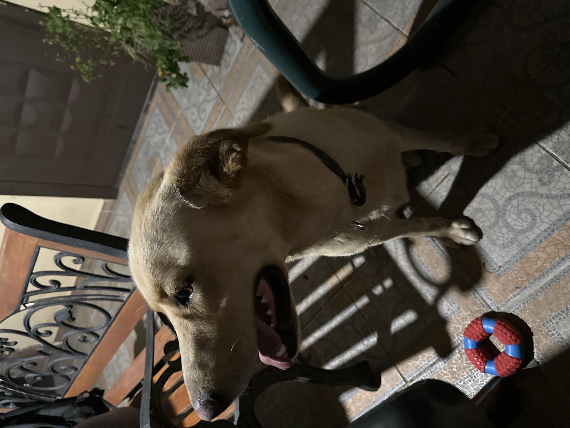 A light-colored dog with a black collar sits on a tiled patio at night, panting with its tongue out. The dog is to the right of a brown and black metal bench and to the left of a green metal chair. A red and blue ring-shaped dog toy rests on the patio tiles in the lower left corner of the image. In the background, a dark brown door is visible, and a potted plant with green foliage sits to the right of the door. The lighting suggests artificial illumination, casting shadows from the bench onto the patio. The image is not identifiable as being in Sochi, Russia, or any specific city.