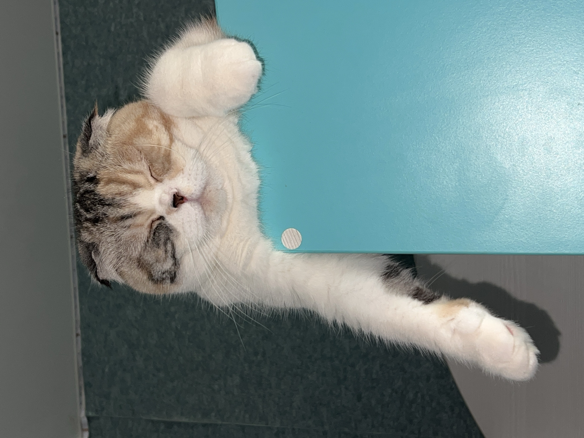A calico Scottish Fold cat is lying on a blue surface. The cat's face is turned towards the viewer, with its eyes closed. The cat's right paw is resting on the blue surface, while its left paw is dangling down. The background is a dark green color.
There is no evidence in the picture regarding the city of Noviy, Russia.