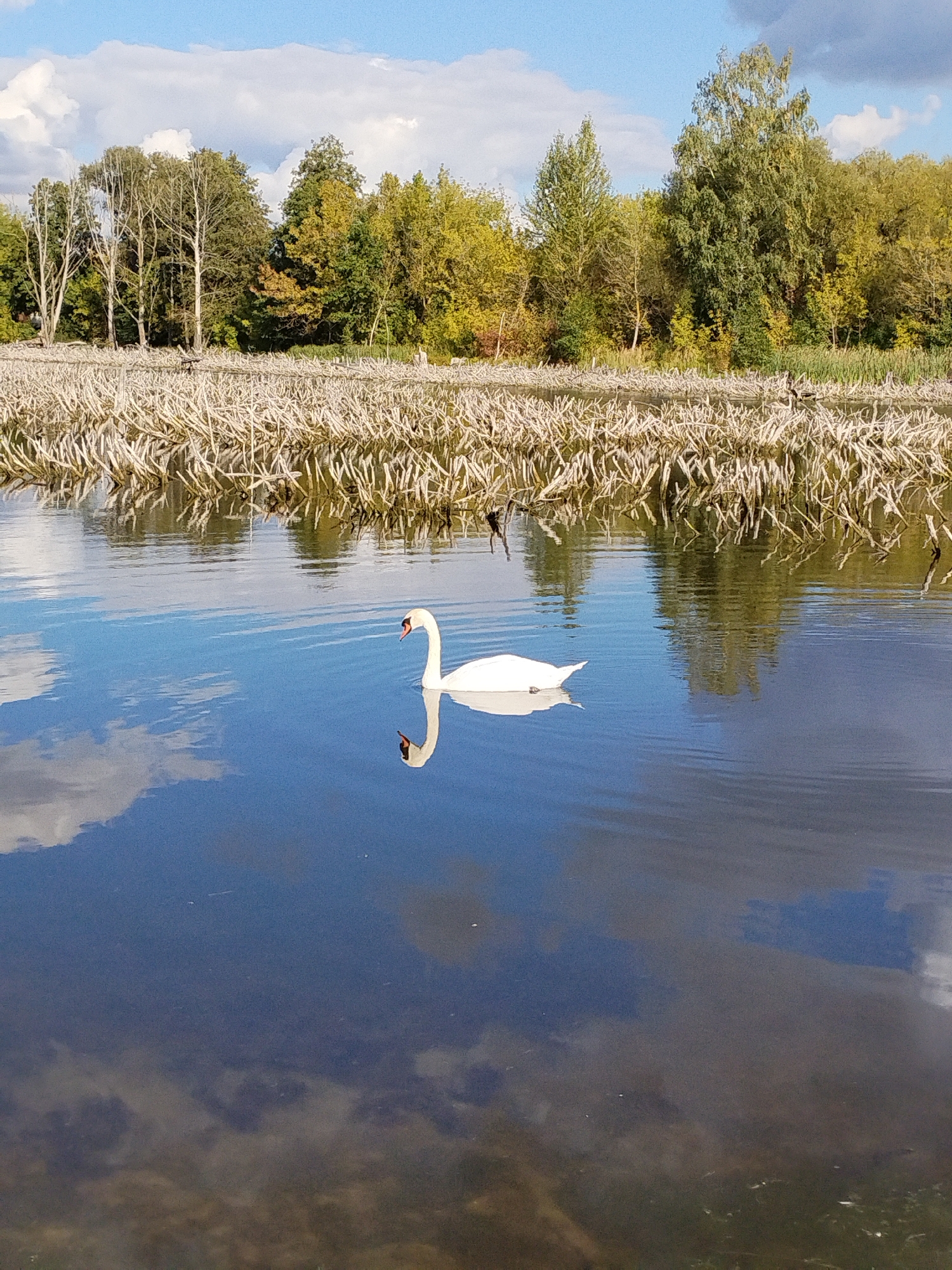 The image shows a white swan swimming in a body of water. The swan is in the foreground and is facing to the right. Its reflection is visible in the water. In the background, there is a line of trees and a sky with clouds. The water is calm and reflects the sky and trees. The overall scene is peaceful and natural. The image does not contain any information that would indicate it was taken in Minsk, Belarus.