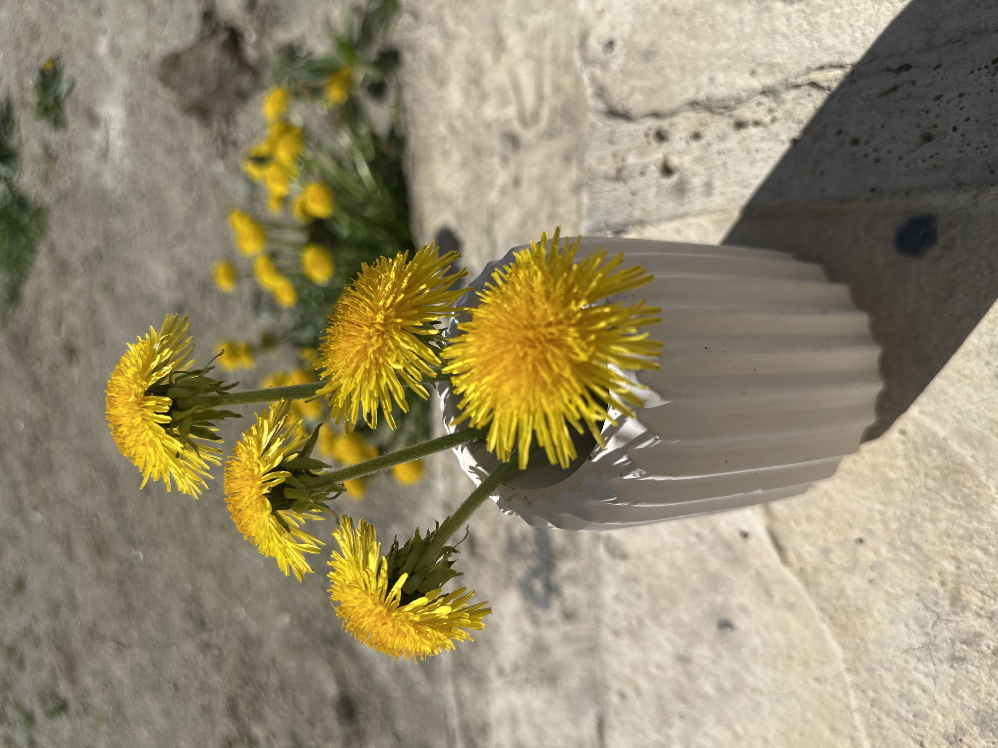 A close-up, slightly tilted, high-angle shot shows a small white vase holding a bouquet of dandelions. The vase sits on a rough, light-colored stone surface, casting a shadow to the right. Several dandelions are arranged in the vase, and more dandelions can be seen growing behind the vase in the upper left corner of the image. The focus is on the dandelions and the vase, with the stone surface providing a textured backdrop. The image is bright and well-lit, with the yellow of the dandelions contrasting with the white of the vase and the stone surface. The location is Unknown, Unknown.