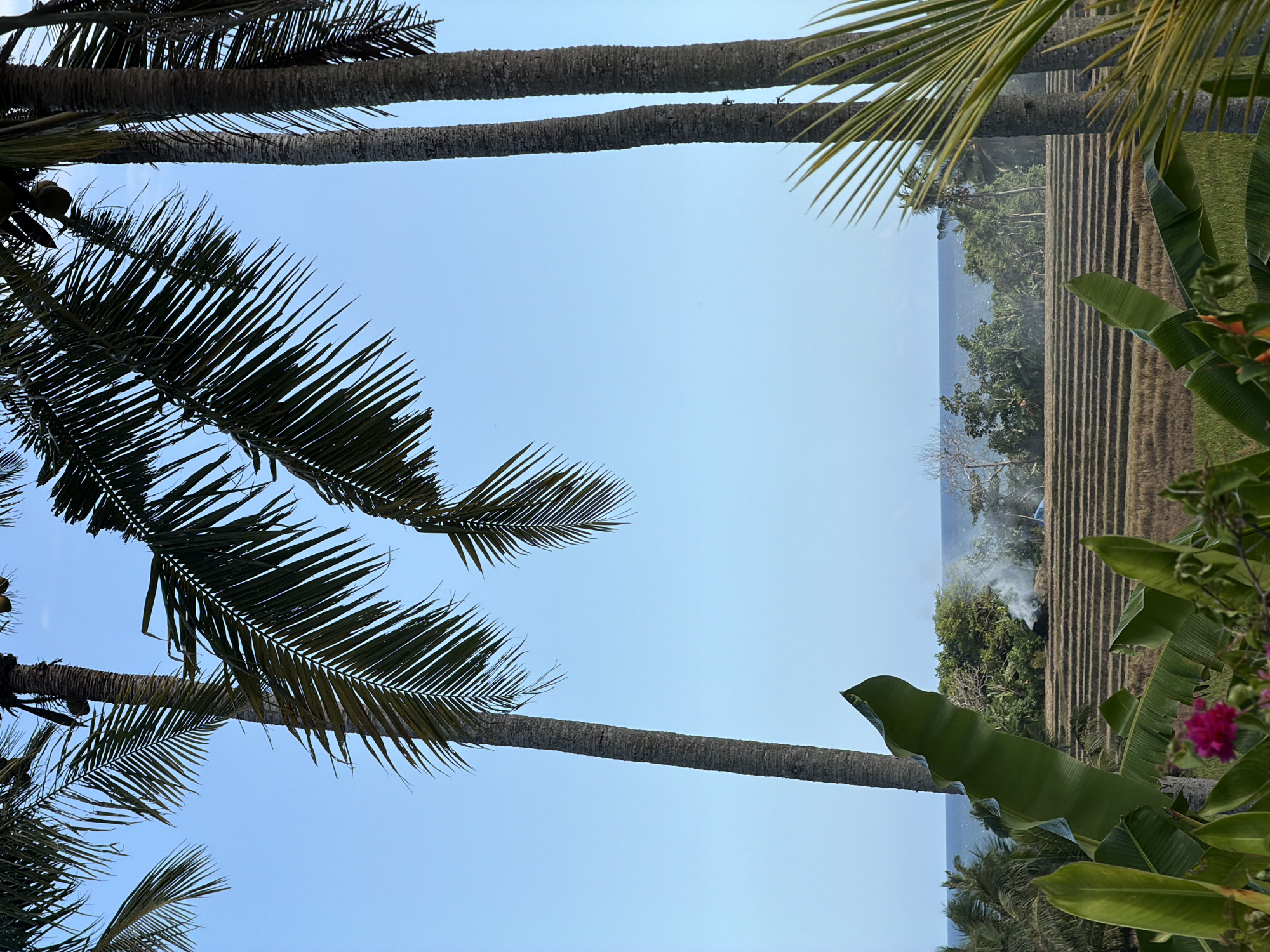 The image depicts a view in Selemadeg Timur, Indonesia, framed by palm trees and tropical foliage. In the distance, terraced rice paddies are visible near a body of water. There is smoke rising from an unseen source within the landscape. The sky is light blue and cloudless. Banana leaves and a pink flower are in the foreground.