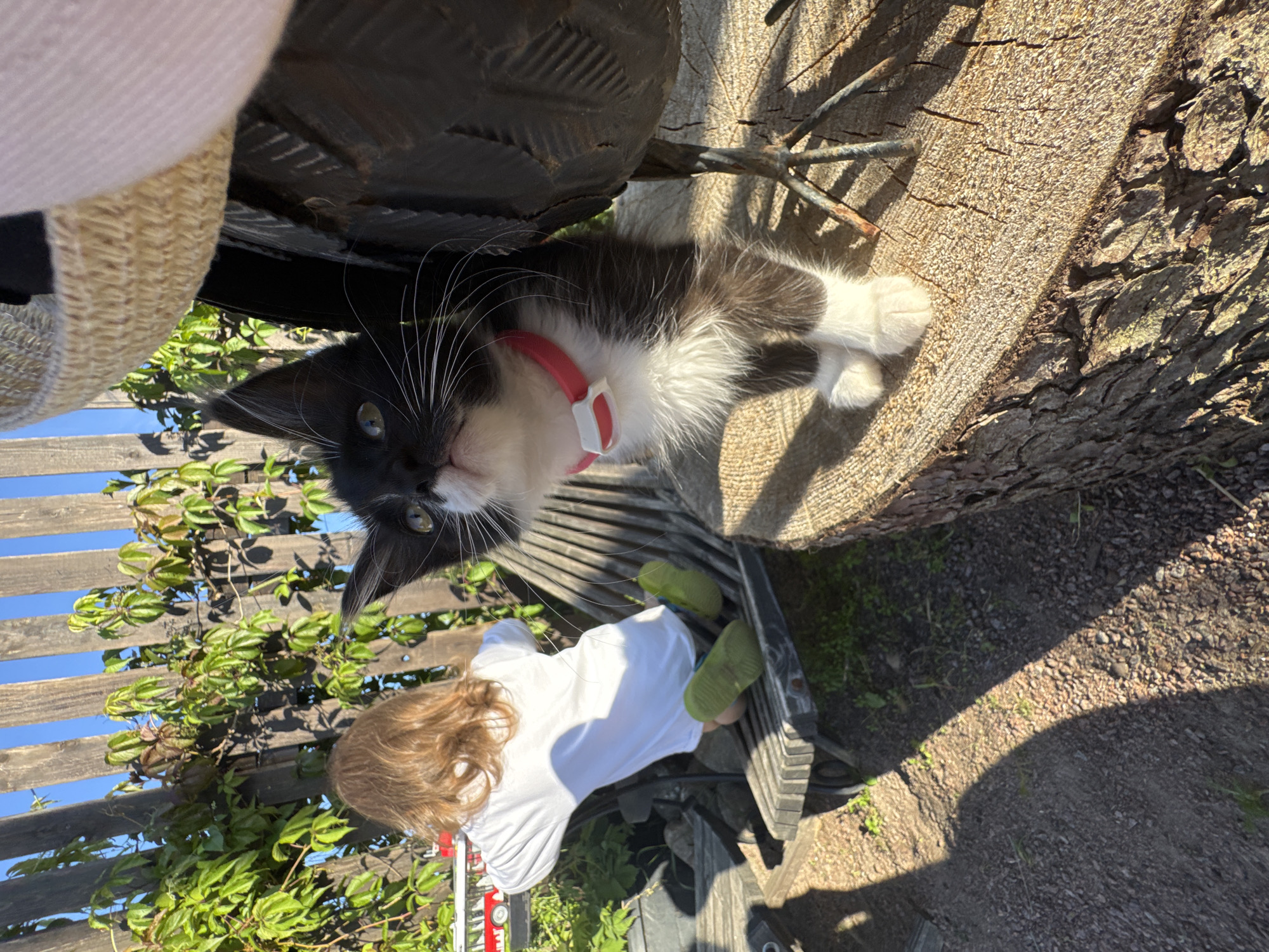 This media file captures a kitten playing outdoors on a sunny day, likely in Kempelelevo, Russia. The kitten, a black and white feline wearing a red collar, is the central subject, shown from a high angle. It appears to be resting or playing near a child who is sitting on a wooden bench. The child, wearing a white t-shirt and green shoes, is also facing away from the camera, their hair visible.
The scene is set outdoors, with a weathered wooden fence and lush green foliage in the background, suggesting a garden or yard. A large, textured wooden surface, possibly a tree stump or log, is also prominent in the frame. The lighting indicates it's daytime, with strong sunlight casting shadows, hinting at a bright and clear weather. The overall mood seems relaxed and playful, with the kitten's curious gaze towards the camera adding a touch of engagement. There are no visible text elements in the image.