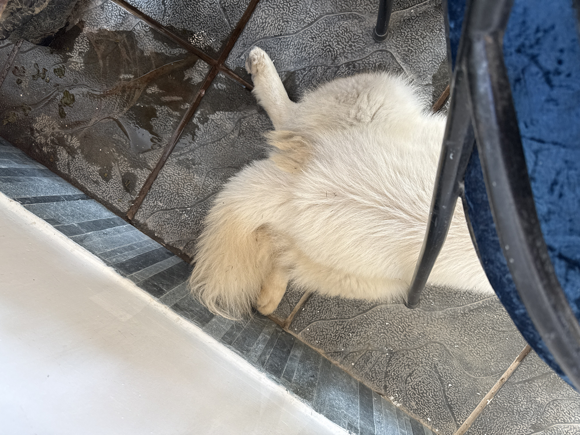 An overhead shot reveals a light-furred animal, presumed to be a dog, lying on its back on a dark grey, textured tiled floor inside a structure in Nha Trang, Vietnam. The animal's cream or golden fur covers its back, hindquarters, and a bushy tail, which is curled towards its body. Its hind paws are visible, splayed outwards. The floor tiles feature an irregular, organic pattern, and portions appear wet, reflecting light and containing some dark organic debris. A white wall meets the floor on the left, separated by a dark grey baseboard. In the foreground, the black metal frame and blue upholstery of a chair or similar furniture item are visible, partially obscuring the animal's lower body. Scattered white particulate matter is present on the dry sections of the floor.