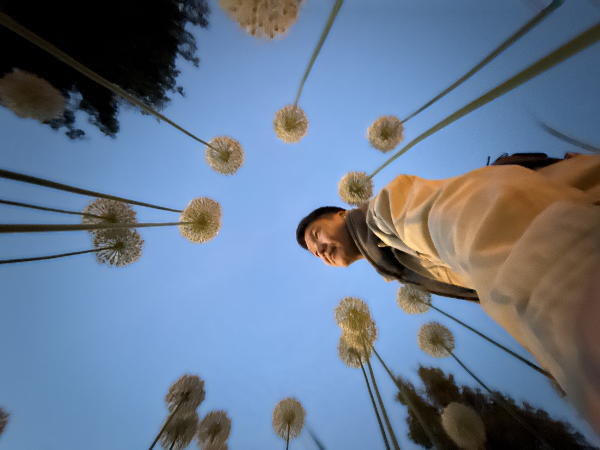 A low-angle photograph captures a man interacting with an outdoor art installation featuring large, spherical, dandelion-like structures against a clear, light blue sky. The man, positioned in the upper right portion of the frame, has dark hair and wears a light-colored jacket or hoodie over a darker garment. He looks slightly downwards, towards the camera's perspective, with a calm, subtle smile.
Numerous artificial flowers, each with a long, thin stalk and a voluminous, light-beige spherical head, are scattered across the frame, creating a striking visual composition. These structures resemble giant dandelions or allium flowers, suggesting a whimsical and artistic environment. In the background, particularly on the left and bottom right, dark, blurry shapes are visible, possibly representing trees or bushes.
The image was taken outdoors, under a bright, cloudless sky, indicating daytime, likely late afternoon given the soft quality of light. The perspective from below creates a sense of being surrounded by the tall, decorative elements. No text is visible in the image. The scene is located in Moscow, Russia, where such artistic installations are common in public spaces.