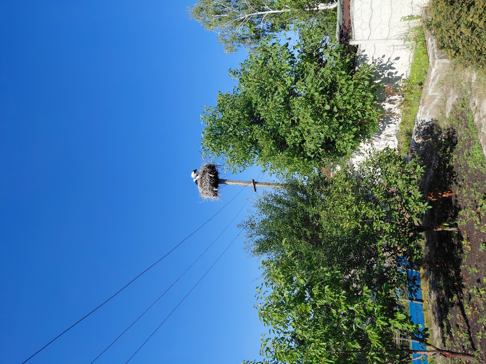 A low-angle, full shot depicts a stork nest atop a utility pole against a clear blue sky in Eskhar, Ukraine. The nest, constructed from twigs and branches, is prominently situated on a wooden pole, with at least one stork visible within it. Power lines stretch diagonally across the upper portion of the frame. In the foreground, lush green trees and bushes partially obscure a garden area with a stone border and a wall. To the right, a tall birch tree stands out against the sky. The scene appears to be a rural or semi-rural setting.