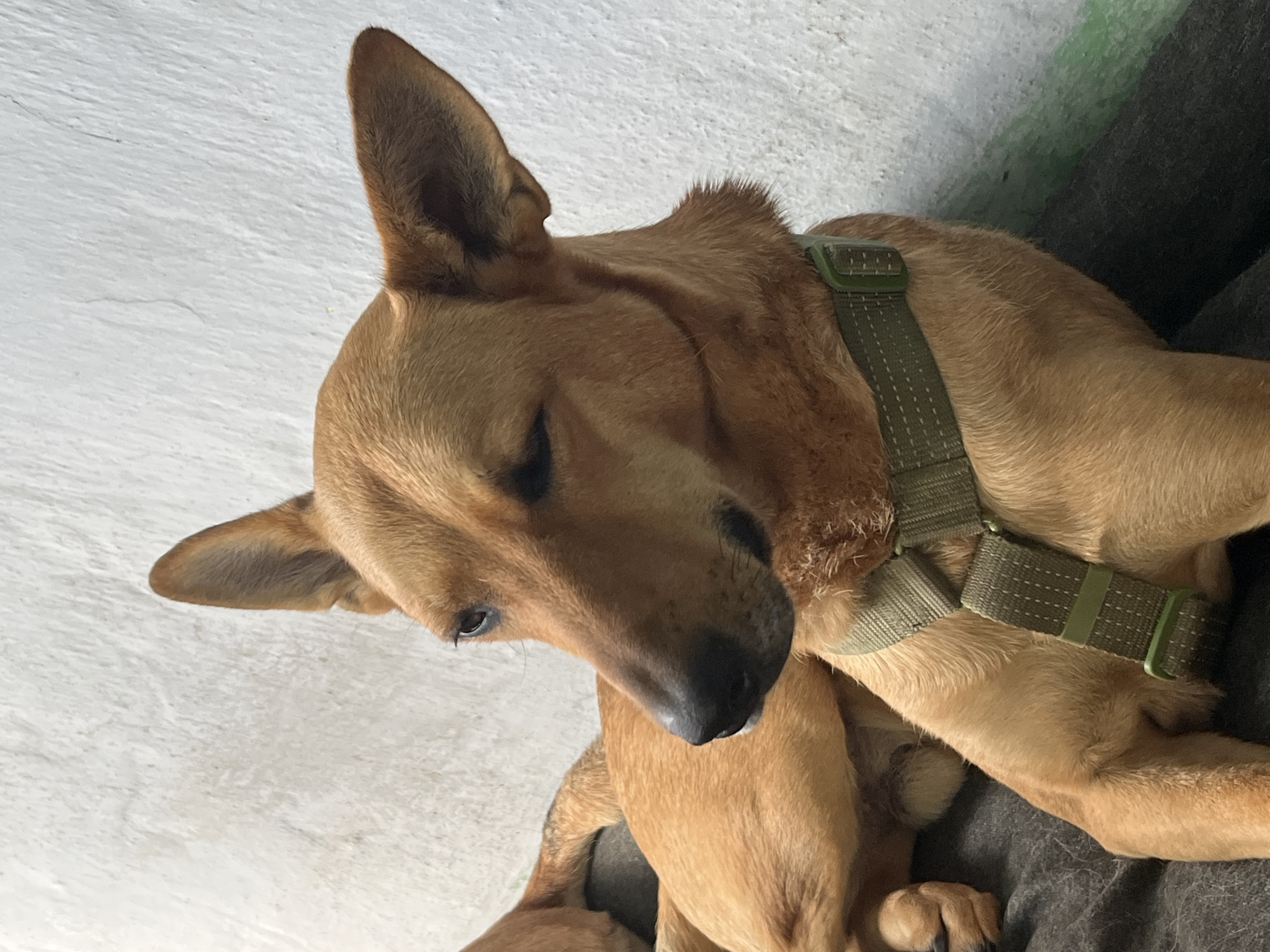 A tan dog with upright ears and a green harness is lying down with its eyes partially closed against a textured white wall. The dog's right eye is fully visible, while its left eye is squinted. The harness is made of fabric with adjustable straps and a plastic buckle. The dog's fur appears short and smooth. The background wall is painted a light color and shows some texture and possibly slight discoloration. No specific location in Nizhny Tagil, Russia, can be determined from the image alone.