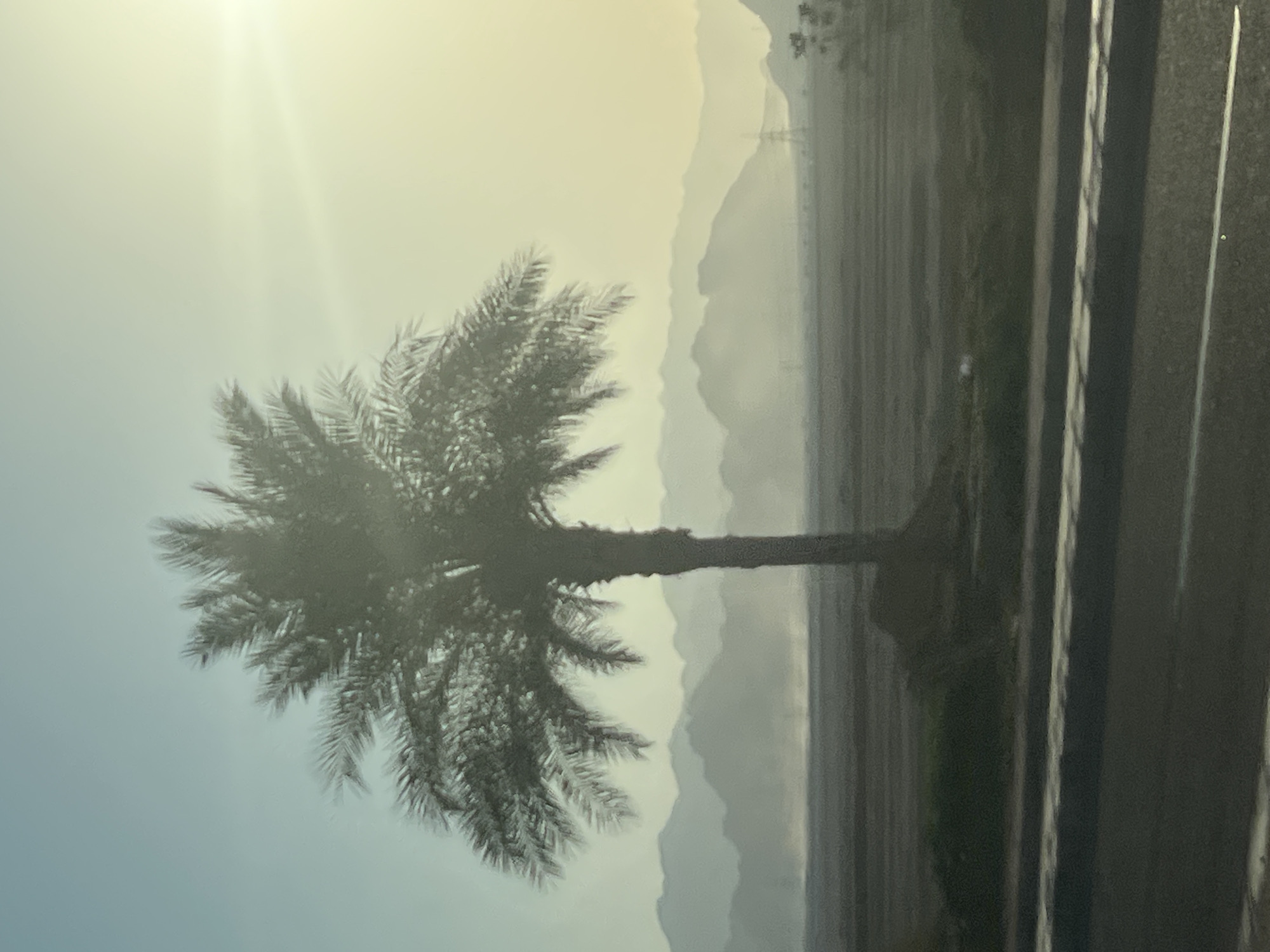 A lone palm tree stands silhouetted against a hazy, sun-drenched sky, its fronds reaching outwards. In the background, layers of muted, misty mountains recede into the distance, suggesting a desert landscape. A road runs across the foreground, with white lines marking its lanes. The scene appears to be captured during either sunrise or sunset, given the warm glow and the low angle of the sun, which is partially obscured by atmospheric haze and the palm tree's foliage. The environment is arid, with sparse vegetation visible near the base of the palm tree and in the distant plains. There are no people or animals in the frame, and no specific actions or interactions are depicted. The overall impression is one of quiet solitude in a vast, natural setting, potentially near Sharm El Sheikh, Egypt, given the characteristic desert mountains and clear, bright sky.
