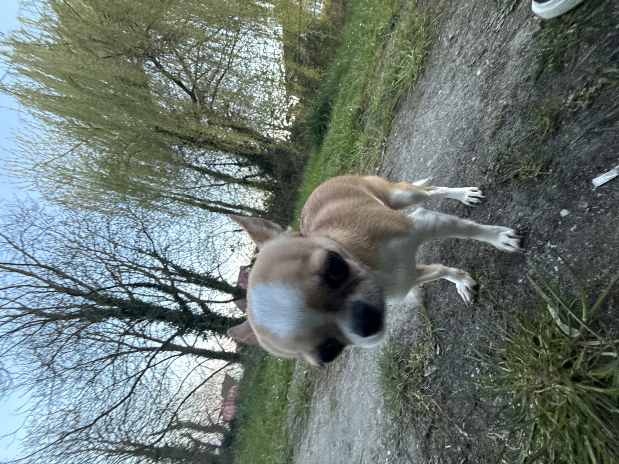 A tan and white Chihuahua stands on a dirt path, angled toward the camera. The path is lined with grass, and trees with bare branches are visible in the background. The location is likely within Lauchhammer, Germany. A white shoe is visible in the upper right corner.
