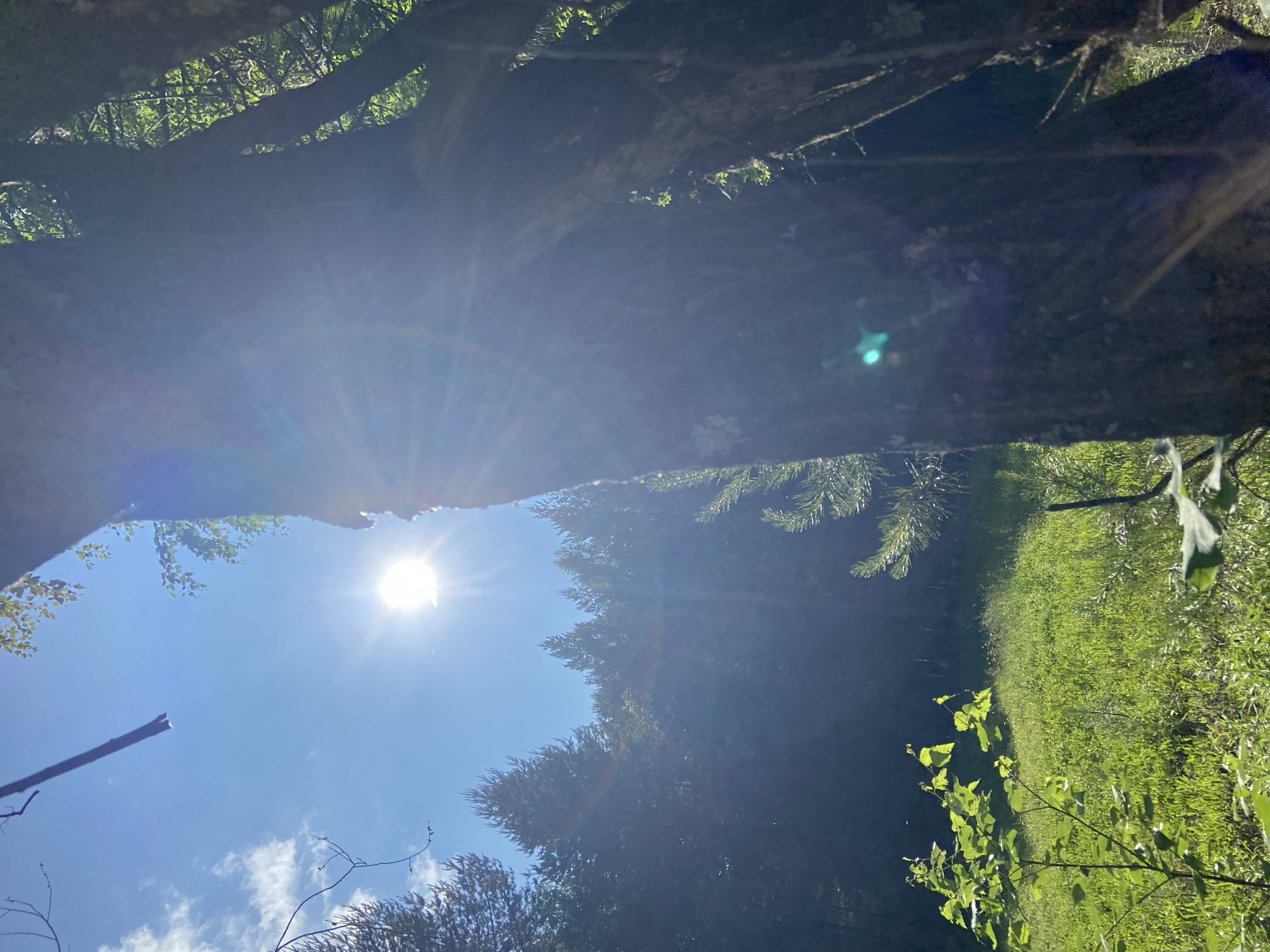 The image depicts a sunlit forest scene, possibly near Chaikovsky, Russia, characterized by a bright sun with visible rays and lens flare dominating the upper portion of the frame. In the foreground, the rough bark of a large tree trunk is visible on the right side, partially obscuring the view. To the left, a lush green meadow is illuminated by the sunlight, with a small sapling in the lower left corner showing vibrant green leaves. The background features a dense forest of evergreen trees, creating a dark, silhouetted backdrop against the bright sky. A few wisps of white clouds are scattered across the clear blue sky. The overall impression is one of a peaceful, natural environment bathed in warm sunlight. There are no people or animals visible in the image, and no specific urban features are apparent to confirm or deny a location within Chaikovsky.
