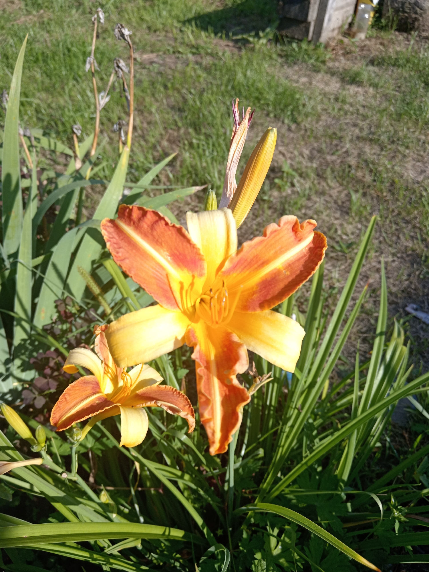A close-up, sunlit photograph shows two orange and yellow daylilies in bloom, set against a backdrop of green grass and a blurred wooden structure. The larger lily, positioned centrally, exhibits delicate, ruffled petals transitioning from bright yellow at the base to a rich orange at the tips, with visible stamens in its center. To the lower left, a smaller, similarly colored lily is partially visible. The leaves of the daylilies are long and sword-shaped, with some dried, brown stalks of past blooms visible in the upper left quadrant of the image. The environment suggests a sunny day in a garden or natural setting, possibly in or near Novopokrovka, Russia, given the vegetation and the presence of what appears to be a rustic wooden bin or construction in the background.