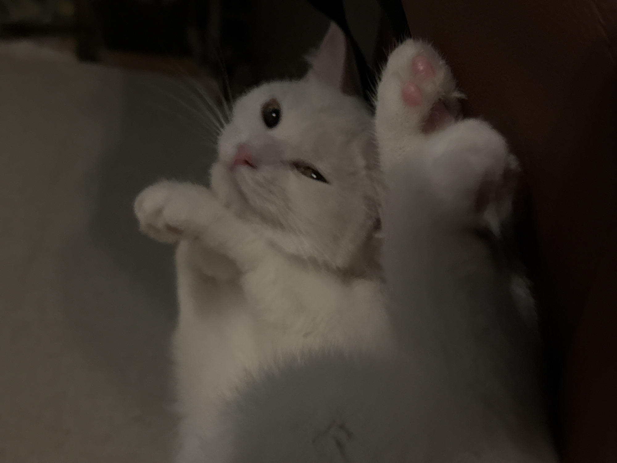 A white cat lies on its back, its paws curled up near its head. The cat's eyes are partially closed, and its nose is pink. The background is dark and blurry, suggesting a dimly lit indoor environment. The cat's fur appears soft and fluffy. The image is taken from a close-up perspective, focusing on the cat's face and paws.