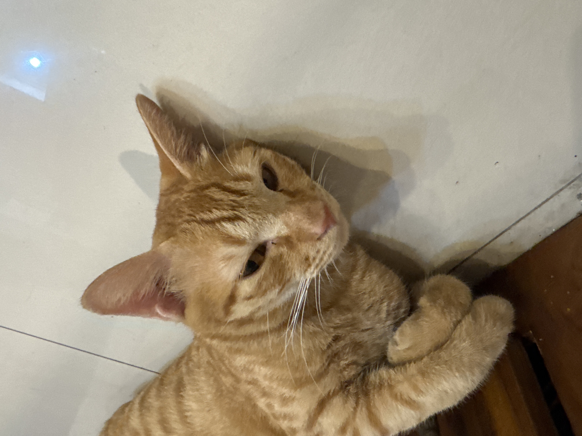The media file displays an orange tabby cat lying on a light-colored, possibly tiled floor. The cat's body is mostly visible, showcasing its distinctive ginger stripes and markings. It is positioned on its side, with its head tilted slightly upwards and to the right, looking towards the viewer. Its front paws are gently tucked close to its chest, appearing relaxed.
The cat has warm brown eyes, a small pink nose, and prominent white whiskers fanning out from its muzzle. Its ears are erect, indicating alertness. The background consists of a light-toned floor, which shows a faint reflection of a bright light source in the upper left corner, suggesting an indoor setting with overhead lighting. A thin dark line, likely a tile grout line, is visible horizontally behind the cat's left ear. To the lower right, a dark brown, possibly wooden, object is partially visible, indicating furniture or a structural element in the room. The overall atmosphere is peaceful and domestic. There is no visible text in the image. The provided context indicates the location is Denpasar, Indonesia.