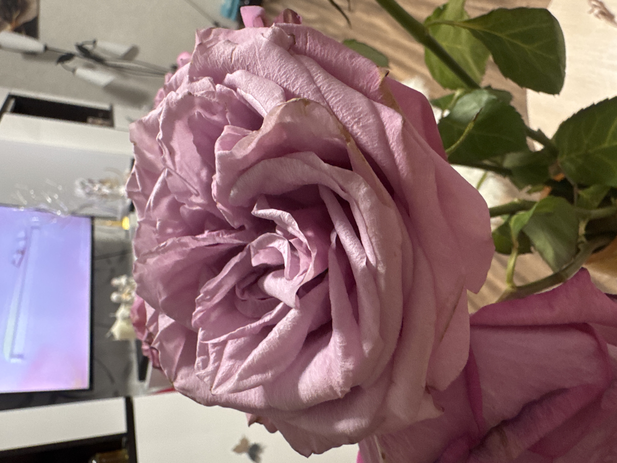This is a close-up, indoor, eye-level shot of a large, pale pink rose in full bloom. The rose's petals are intricately layered and slightly crinkled, with subtle variations in shade from pale pink to a deeper mauve. Some of the outer petals show signs of wilting, with dried, brown edges. The rose is the primary subject, filling most of the frame and dominating the foreground.
In the background, a television screen displays a soft, pinkish-purple image, possibly a landscape or abstract art. To the left of the television, a dark, rectangular object with a shelf holding a small, amber-colored bottle is visible. To the right of the television, a tall, slender lamp with two shades stands against a pale wall. The environment appears to be a domestic setting, likely a living room or dining area.
The lighting is soft and ambient, creating gentle shadows on the rose petals and highlighting their texture. The focus is sharp on the rose, with the background elements blurred, indicating a shallow depth of field. No people are visible in the image. The overall mood is one of quiet beauty and natural elegance. The image does not provide any information about the city of Sinyavino, Russia.