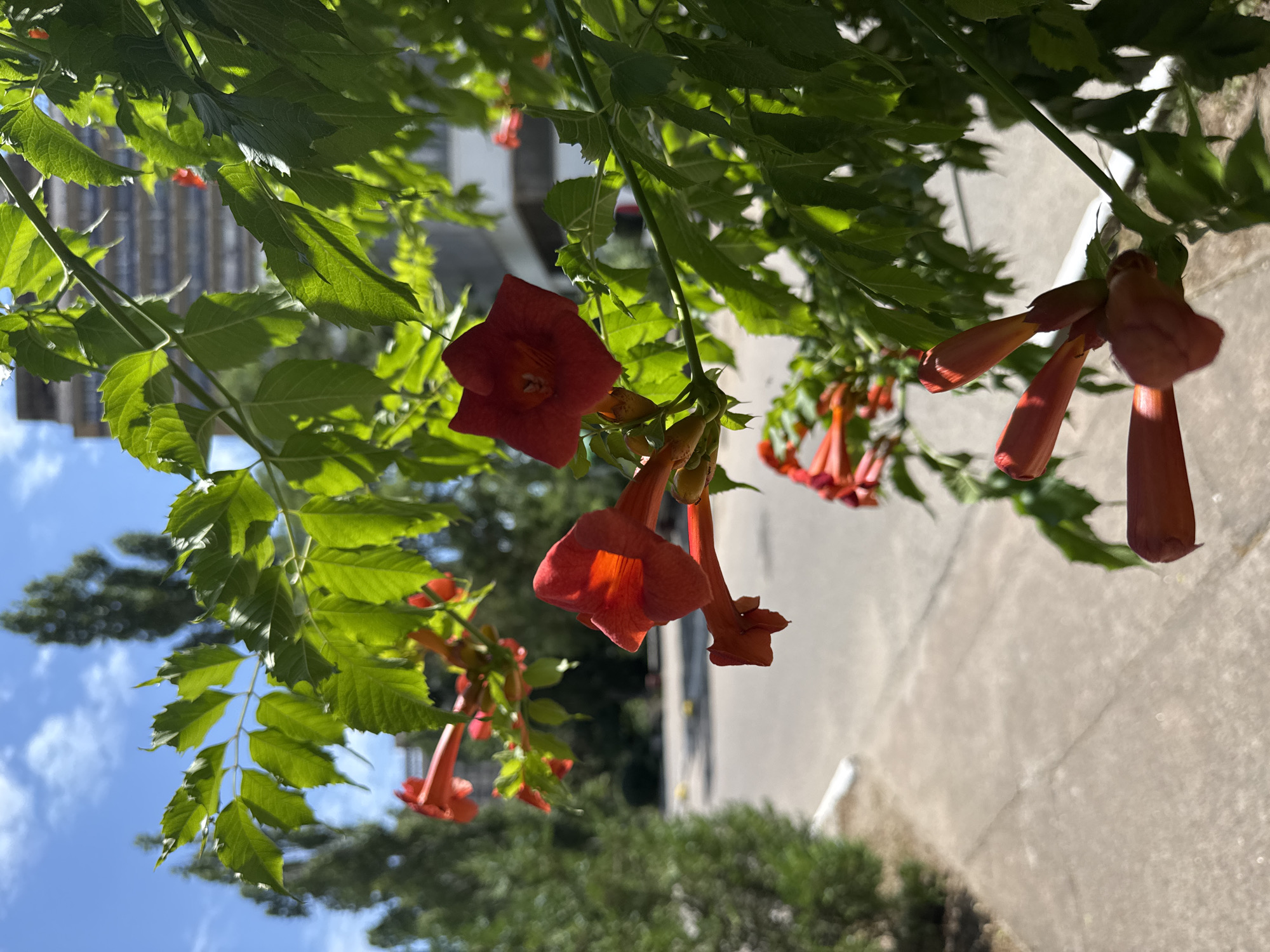 In Odesa, Ukraine, on a clear day with blue skies and scattered clouds, a close-up shot focuses on a flowering plant with vibrant red trumpet-shaped blossoms and lush green leaves. The plant is positioned in the foreground, with its branches extending across the frame. In the background, a blurred, modern building with multiple floors is visible, along with green trees and a paved walkway. The scene appears to be an urban or semi-urban environment, possibly a park or residential area. No people are present in the image.