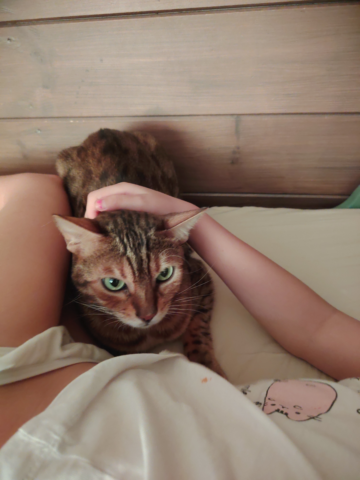 A brown tabby cat with green eyes is lying on a bed, with its head resting on a white pillow. The cat is being petted by a person's hand. The background is a wooden headboard. This image does not contain any information about the city of Syktyvkar, Russia.