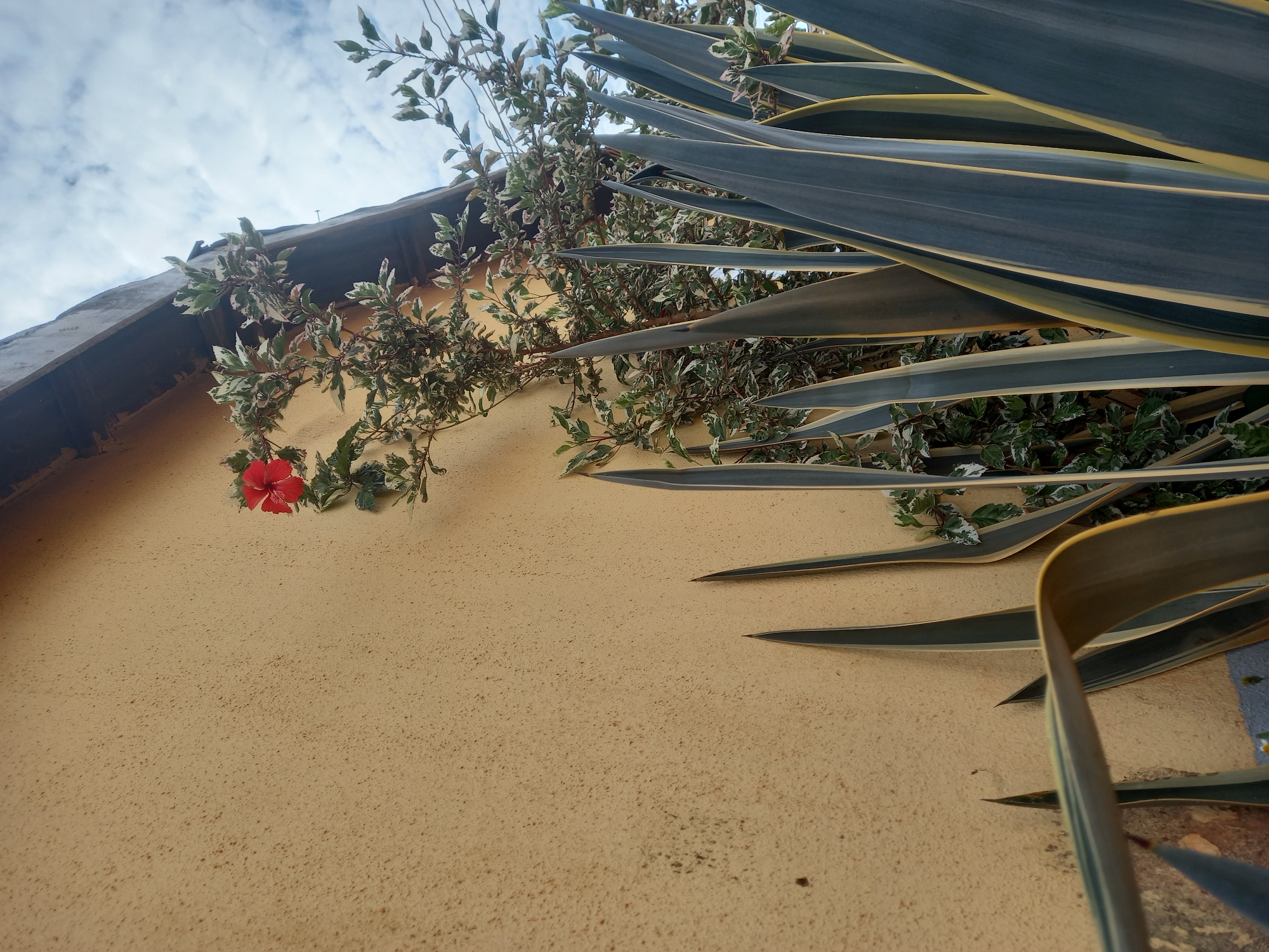 The image is an outdoor, ground-level shot of a textured, light tan wall with a dark overhang at the top. To the right of the wall, there is a vibrant red hibiscus flower blooming on a shrub with variegated green and white leaves. In the foreground, several large, spiky succulent plants with blue-green leaves and yellow edges are prominent. The sky, with scattered white clouds, is visible above the foliage and overhang. The setting appears to be a residential or garden area.