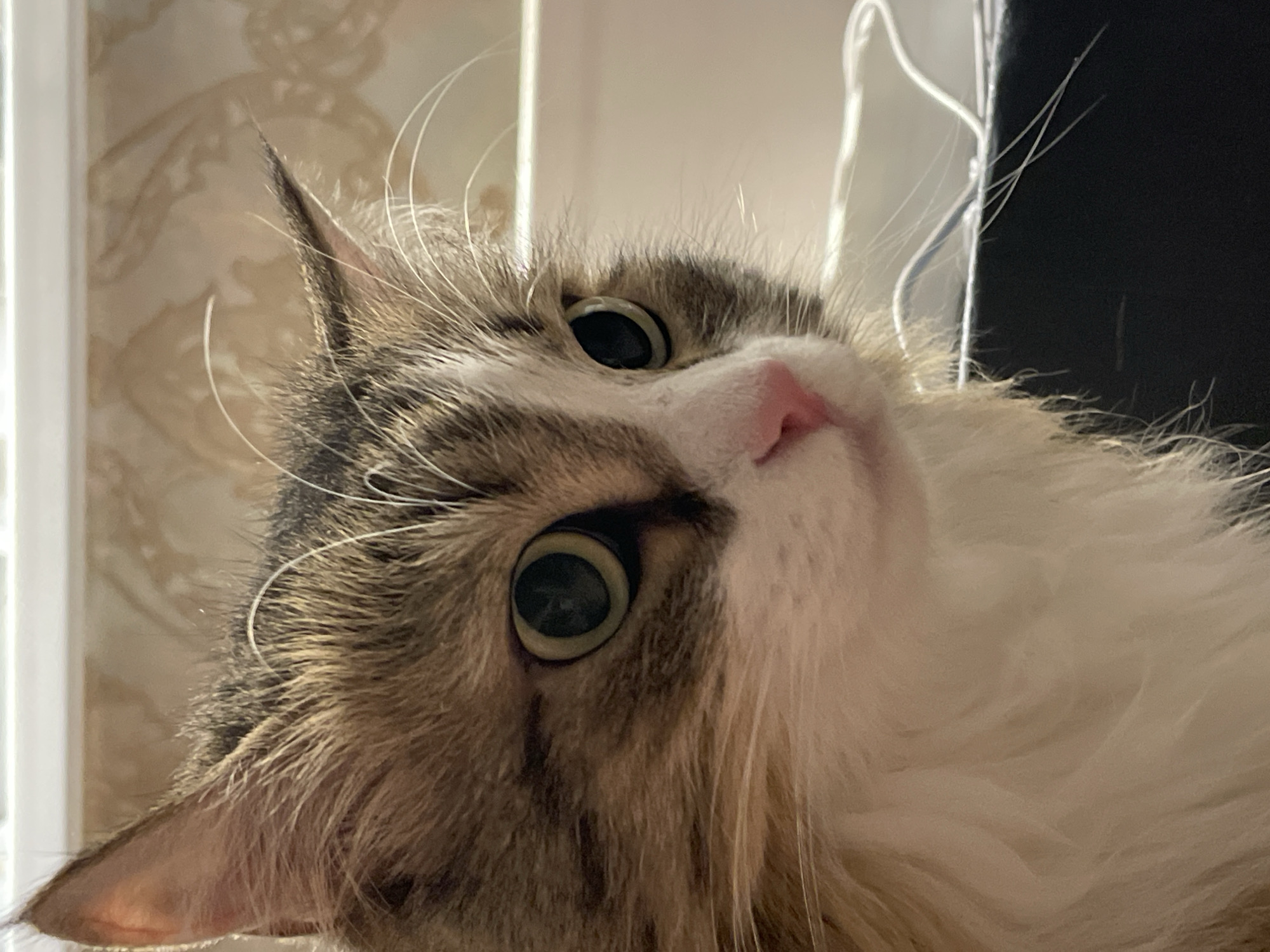 A close-up, eye-level portrait captures the head and upper body of a domestic cat, tilted to its left, looking directly into the camera. The cat has long, fluffy fur, predominantly white on its chest and face, with distinctive brown and grey tabby markings on its head and ears. Its large, round eyes are open wide, revealing striking green or hazel irises and dilated black pupils, reflecting ambient light. A small, pink nose is visible at the center of its face. Long, delicate white whiskers extend outwards from its muzzle.
The cat's expression appears alert and curious, with its head cocked to the side, suggesting engagement with something off-camera or the person taking the photograph. Its fur, especially around the face and ears, is soft and well-groomed.
The background is softly blurred, indicating an indoor setting. To the left, behind the cat's head, a light-colored wall with a subtle, possibly floral or damask, patterned wallpaper is visible. To the right, behind its ear, there is a darker, indistinct area, possibly furniture or a wall, against which several thin white wires or cords are clearly visible, running vertically and horizontally. There is no visible text in the image. The time of day and weather are not discernible. The location context provided is Izhevsk, Russia.