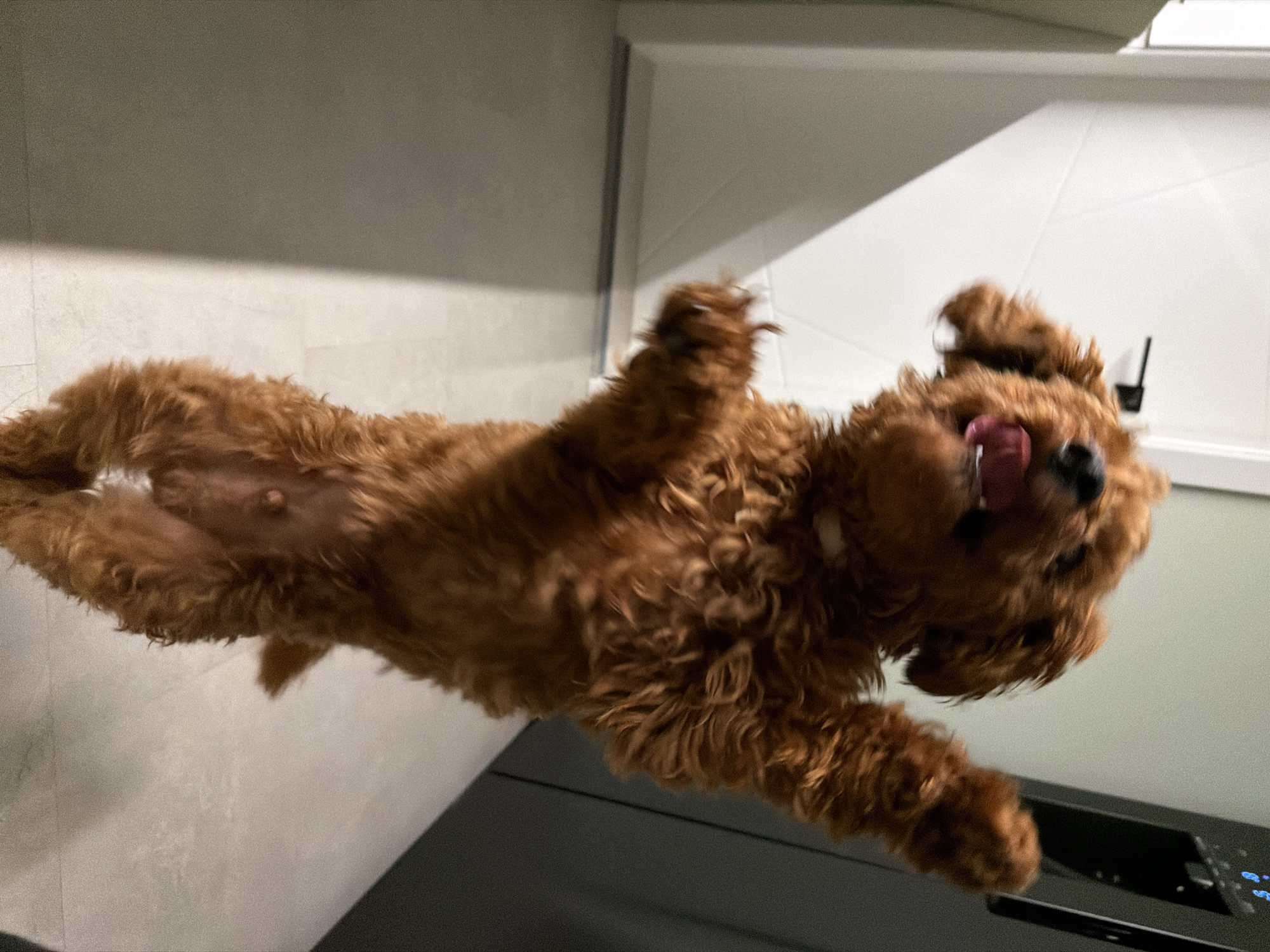 A small, reddish-brown dog with curly fur is captured mid-jump in an indoor setting. The dog is standing on its hind legs, with its front paws raised. Its mouth is open, and its tongue is visible, suggesting it is panting or excited. The background is blurred, but appears to be a hallway or room with a light-colored wall on the left and a dark gray appliance or furniture piece on the right. The floor is a light, tiled surface with shadows cast from an unseen light source. The image is taken from a low angle, emphasizing the dog's dynamic movement. The scene is not identifiable as being in Sofia, Bulgaria.