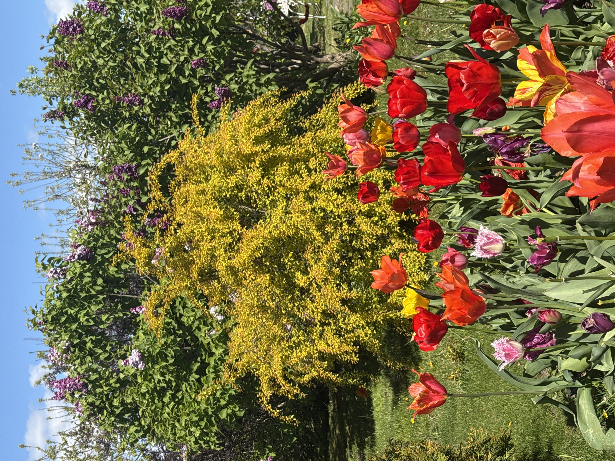 This vibrant image depicts a flourishing garden scene, likely in Pervorechenskoye, Russia, under clear blue skies during daytime. The scene is dominated by a rich array of flowering plants, suggesting spring or early summer.
In the foreground and extending through the midground, a lush bed of tulips creates a striking display on the right side of the frame. These tulips showcase a vivid palette of reds, oranges, and yellows. Several individual blooms exhibit intricate patterns, such as variegated petals with streaks of different colors, and some possess unique fringed edges, adding textural interest. The green leaves of the tulip plants provide a verdant base for the colorful blossoms.
Towards the center and left-midground, a large, intensely bright yellow-leafed shrub stands out, its dense foliage glowing in the sunlight and providing a strong color contrast.
Further to the left and in the background, a substantial lilac bush or tree is in bloom. Clusters of deep purple and lighter violet flowers are interspersed among its green leaves, hinting at a fragrant presence in the garden. Patches of green grass are visible beneath and around the flowers and shrubs.
The upper-left portion of the image reveals a clear blue sky, punctuated by a few wispy white clouds, indicating sunny and pleasant weather conditions. The overall impression is one of natural beauty and lush growth within a well-maintained outdoor space. No specific activity or event is taking place, and there is no visible text in the image.