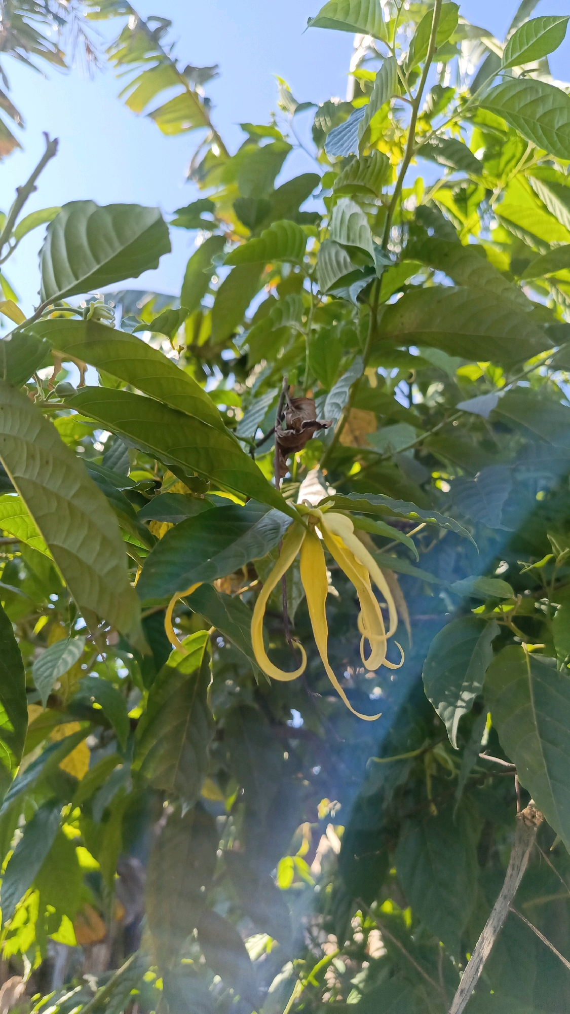 The image captures a close-up view of a yellow flower with long, delicate petals hanging from a tree branch, set against a backdrop of lush green leaves and a clear blue sky. Sunlight filters through the foliage, creating bright highlights and casting shadows. The flower's unique shape and color suggest it is likely a Ylang-ylang flower, known for its fragrant scent and common in tropical regions like Kebumen, Indonesia. The image is taken from a low angle, looking upwards towards the sky. There are no people or animals visible in the frame. The overall impression is one of natural beauty and tranquility, with the flower being the central focus.
