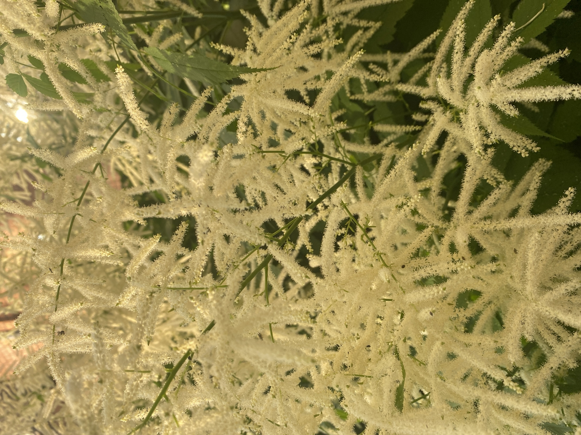 The image is a close-up, eye-level, outdoor shot of a cluster of white, feathery flowers, likely from a plant such as Astilbe. The flowers are densely packed, with numerous small, delicate blossoms forming elongated plumes. The lighting suggests it is daytime, with a bright light source, possibly the sun, filtering through the foliage from the upper left, creating highlights and a slightly hazy atmosphere. The background consists of dark green leaves and stems, providing a contrast to the pale flowers. There are a few small insects visible on some of the flower plumes, suggesting a natural, garden setting. No people or structures are visible in the image. The image does not contain any information that would indicate its location in the city of Vladimir, Russia.