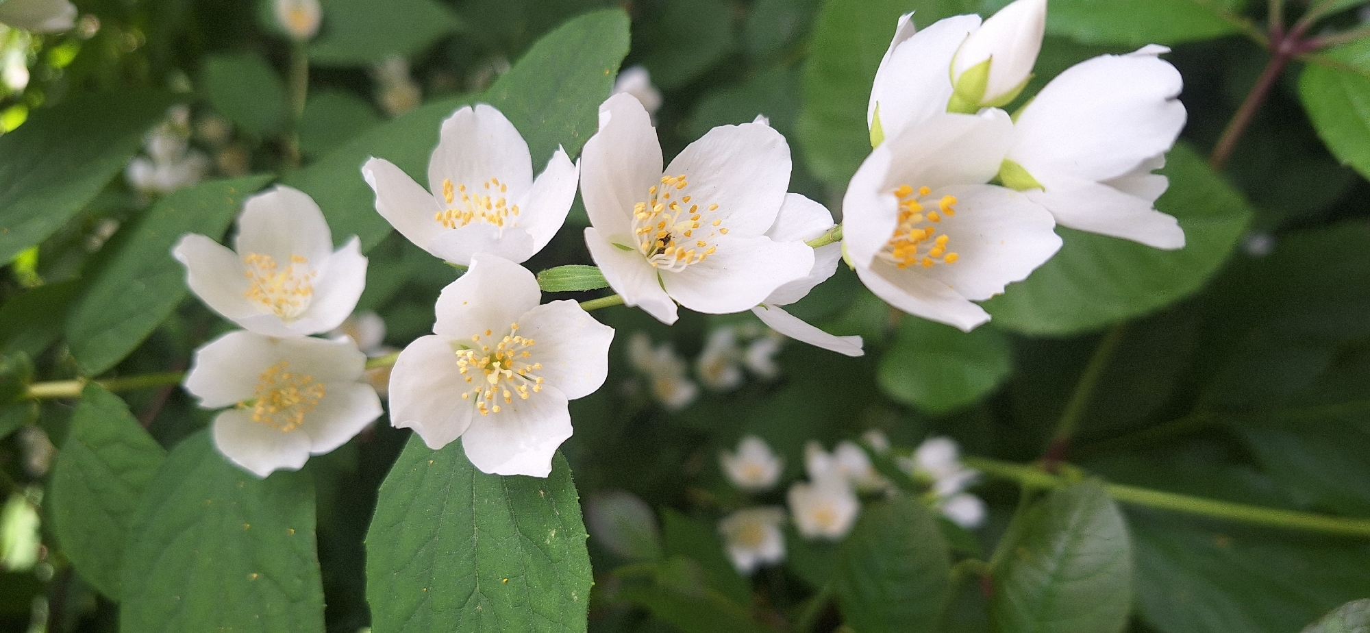 The image shows a close-up view of several white jasmine flowers with yellow centers, blooming on a branch with green leaves. The flowers are delicate and star-shaped, with five petals each. Some of the flowers are in full bloom, while others are buds. The background is a blur of green leaves and some out-of-focus white flowers. The lighting is natural, suggesting it was taken outdoors during the day. There are no people or animals visible in the image. The image is likely taken in a garden or park setting. It is impossible to determine the exact location within Bila Tserkva, Ukraine, from the image alone.