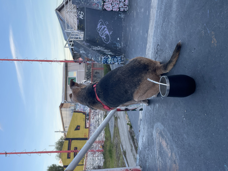 A brown and black dog with a red harness stands on a gray concrete surface, looking towards a graffiti-covered skate park. A black and silver mate cup rests next to the dog. The sky is blue, and buildings with graffiti and a metal structure are in the background. Red metal bars are also visible in the foreground.
