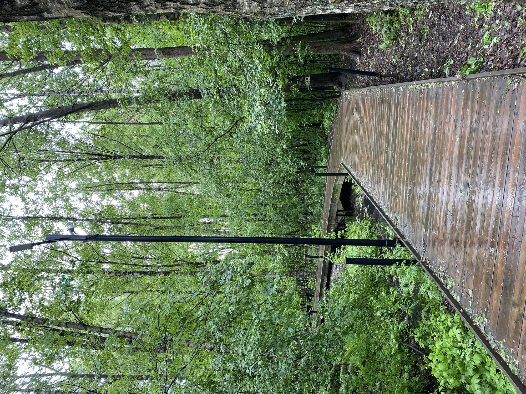 The image depicts a wooden boardwalk extending into a dense forest. The boardwalk, constructed of narrow wooden planks, appears to be wet, possibly from recent rain. It is bordered by metal railings. The forest is thick with green foliage, including trees and various ground-level plants. A tall black lamppost is visible in the foreground, extending upwards into the trees. The location is unspecified.