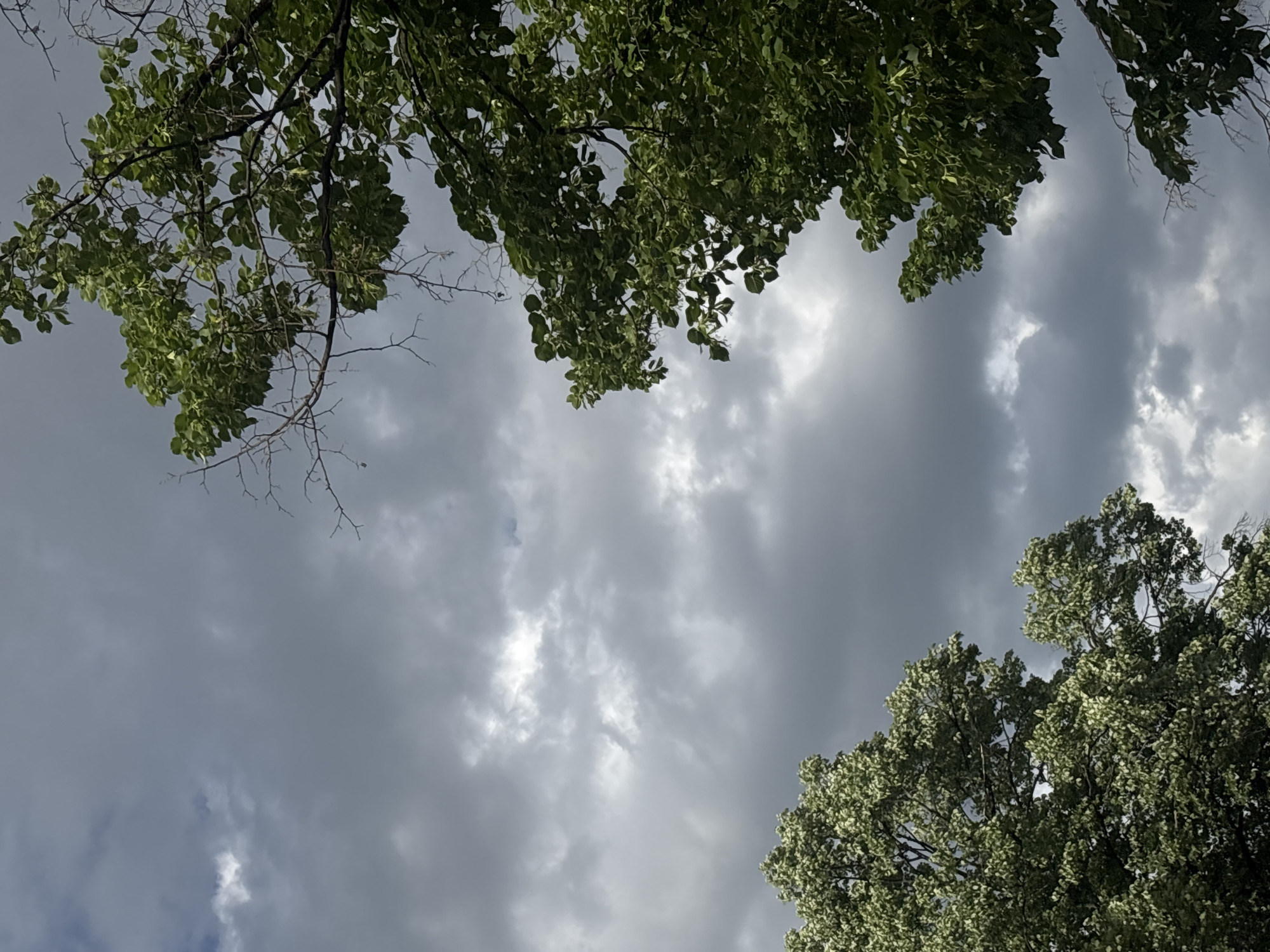 The image captures a view looking upward toward a cloudy sky framed by tree branches. The trees are located in Plovdiv, Bulgaria. The clouds are primarily gray. The branches of the trees are scattered across the frame. The image appears to have been taken during the daytime.