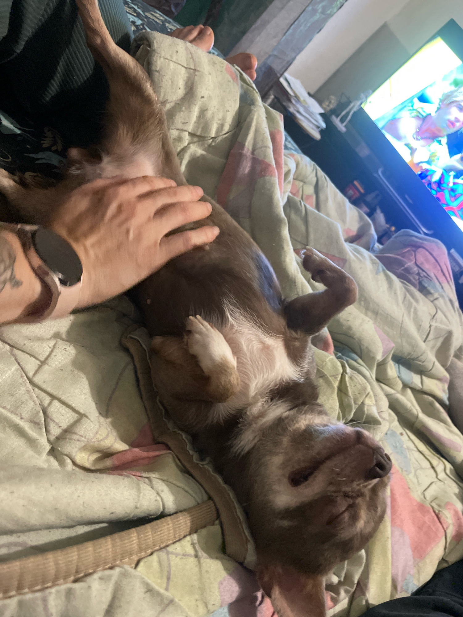 A medium-shot photograph taken indoors shows a person's hand gently petting a small, brown dog that is lying on its back on a blanket. The dog's belly is exposed, and its paws are curled up. The person's arm, with a smartwatch on their wrist and visible tattoos, is positioned over the dog's body. The blanket beneath them is light-colored with a subtle pattern of pink and yellow. In the background, a television screen is visible, displaying a bright, colorful image of a person with blonde hair. The overall environment suggests a relaxed, domestic setting, possibly a living room. The image does not contain any elements that place it specifically in Kornevo, Russia.