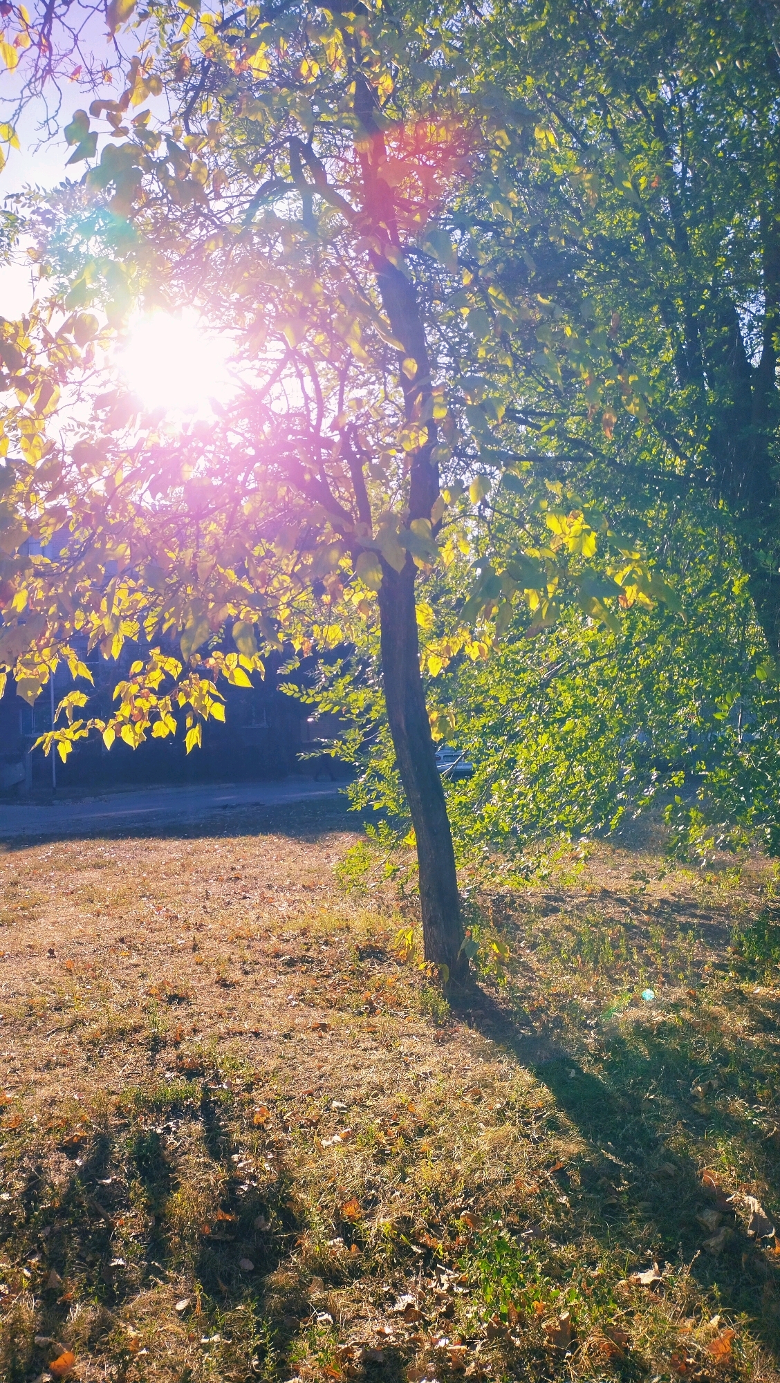 A tree with yellowing leaves stands in a grassy area, with the sun shining brightly through its branches and casting a long shadow. In the background, a building and a road are visible. The scene appears to be in Horishni Plavni, Ukraine, given the context provided. The grass is dry and covered with fallen leaves, suggesting it is autumn. There are no people or animals visible in the image.