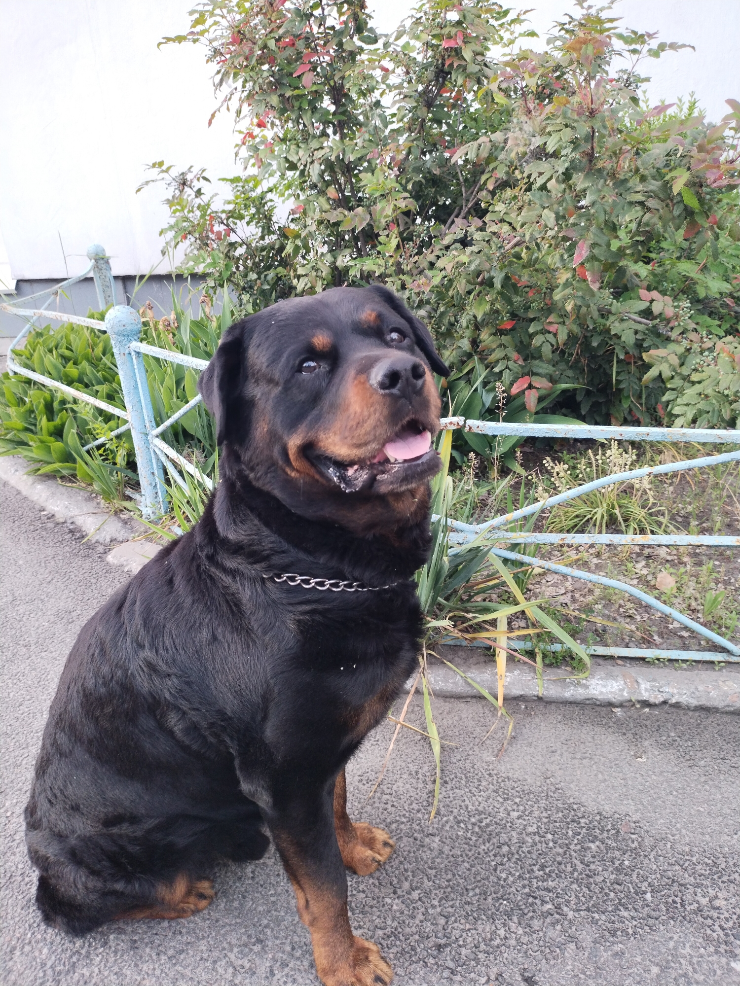 A black and tan Rottweiler dog sits on an asphalt path in Horishni Plavni, Ukraine. The dog is positioned slightly to the left of the frame, facing right and looking upwards with its mouth slightly open and tongue visible, appearing happy or attentive. It wears a silver-colored chain collar.
The background features a light blue, weathered metal fence that runs horizontally behind the dog. Beyond the fence, there is a dense growth of green bushes and leafy plants, some with reddish foliage, suggesting either a specific plant type or autumn colors. A bright, possibly white wall or very bright sky is visible above and to the left of the bushes. The ground is a dark, textured asphalt pavement.
The lighting suggests a bright, possibly overcast day, as there are no harsh shadows. The scene depicts a casual outdoor setting, likely a sidewalk or a park pathway. There is no visible text in the image.