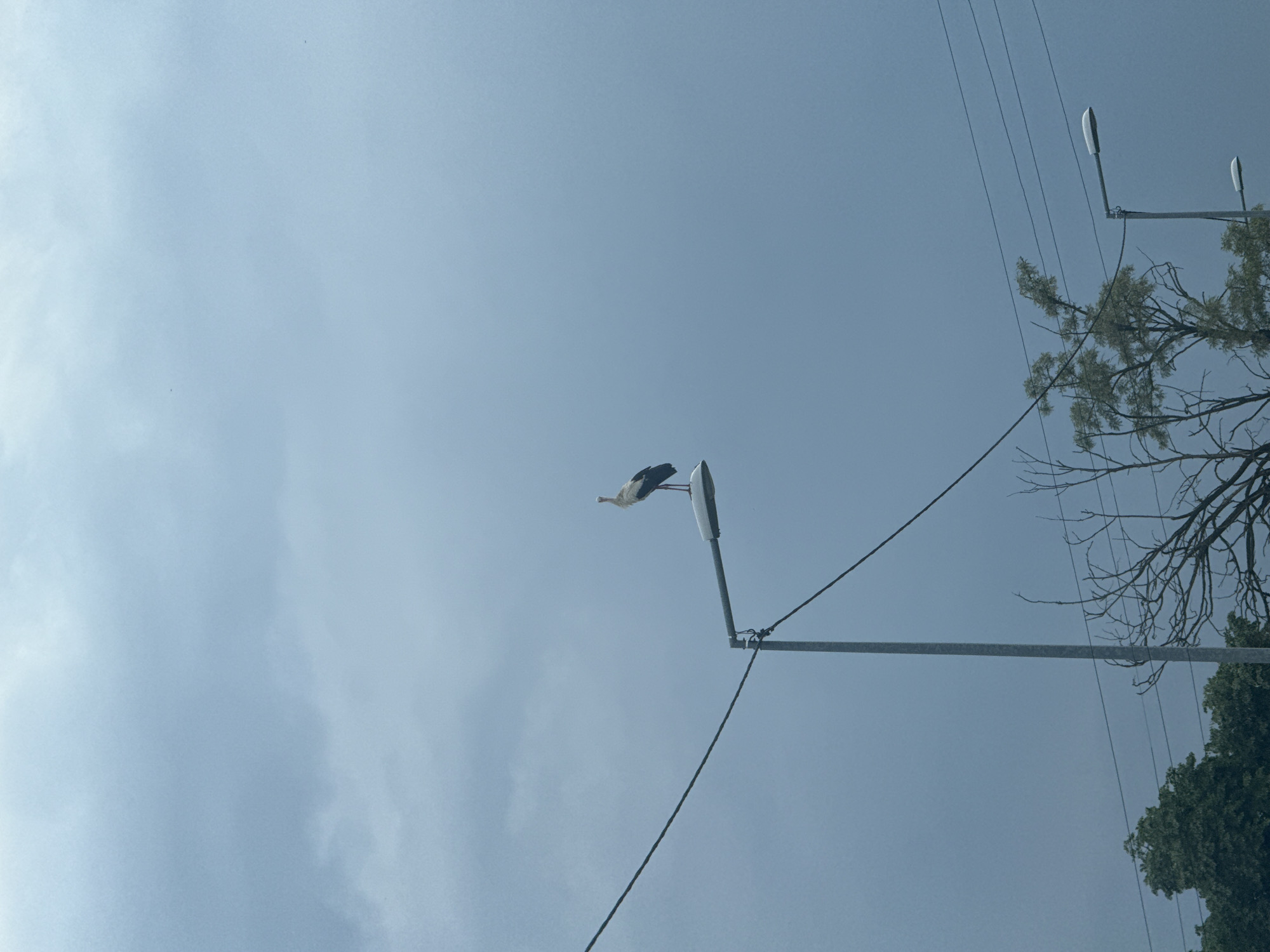 A low-angle shot depicts a stork perched atop a street lamp in Gabarevo, Bulgaria. The sky is overcast, with a few clouds visible. Power lines run across the upper right portion of the frame. A tree with partial foliage is visible near the power lines.