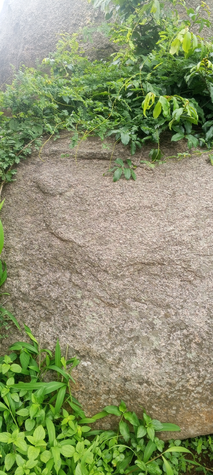 The image depicts a large, rough-textured granite boulder covered in lichen, situated in a natural outdoor environment. Lush green vegetation, including vines and ground cover, grows around and partially over the boulder. The scene appears to be located in Ohit, Nigeria. No people or specific actions are visible, creating a serene, still tableau of the natural landscape.