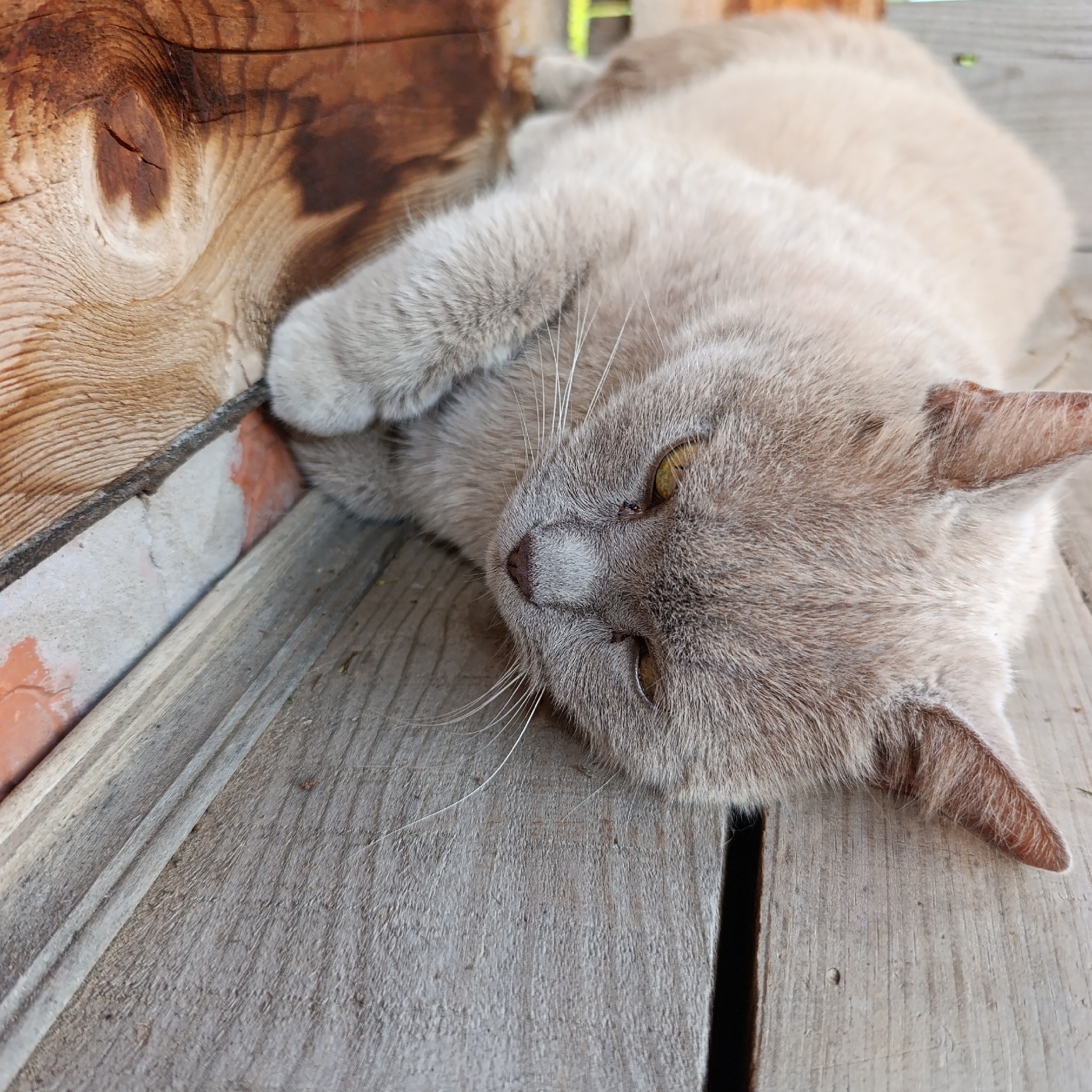 A light brown cat with yellow eyes is lying on its side on a wooden surface. The cat's fur is short and appears soft. The wooden surface is made of planks, some of which are weathered. To the left of the cat, there is a rough wooden beam with a knot. Below the beam, there is a brick wall with some orange and white coloring. The background is blurred but appears to be outdoors with some greenery. There is no information about the location being in Dubovaya, Russia.