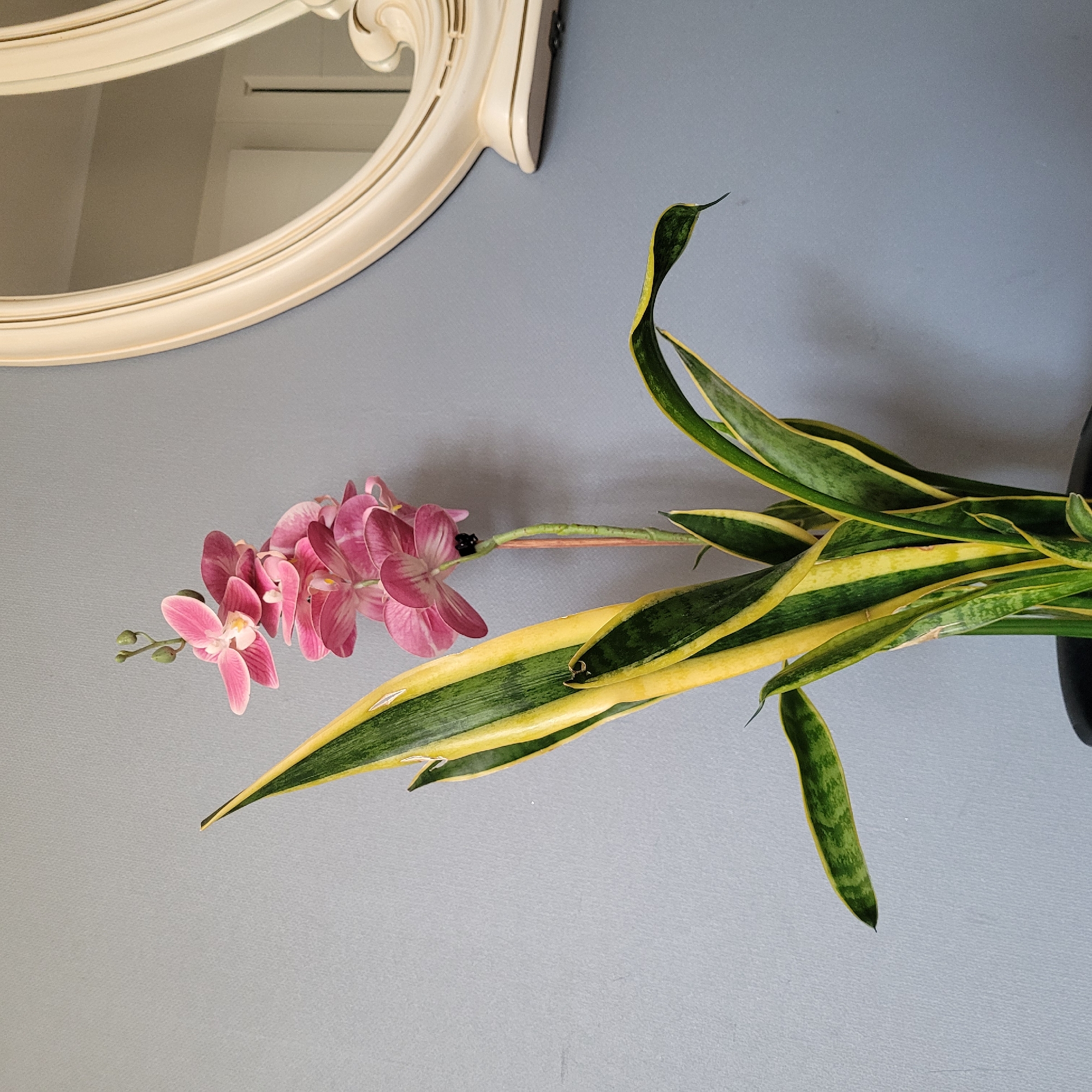 An indoor potted plant featuring a snake plant with variegated green and yellow leaves and a stem with artificial pink orchids is positioned in front of a grey wall, to the left of a cream-colored, ornate oval mirror. The plant is in a black pot. The overall scene suggests a domestic interior setting, possibly in Jūrmala, Latvia, given the context of the request.