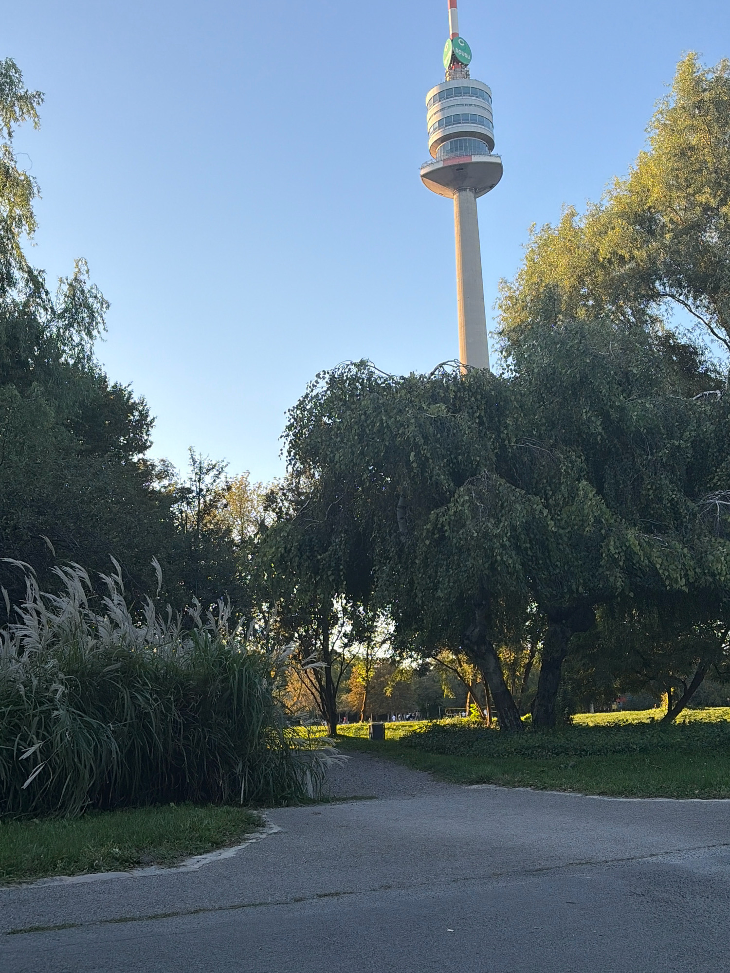 In a park setting under a clear blue sky, a tall tower stands prominently in the background. The tower, with a cylindrical base and multiple circular levels near its top, features a green circular logo with white lettering. Lush green trees surround the base of the tower, with some of their branches extending into the foreground. In the foreground, a paved pathway curves through the park. To the left of the pathway, tall, feathery grasses are visible, their white plumes catching the light. The ground is covered in grass and some low-lying vegetation. The scene appears to be set in an urban park during daylight.