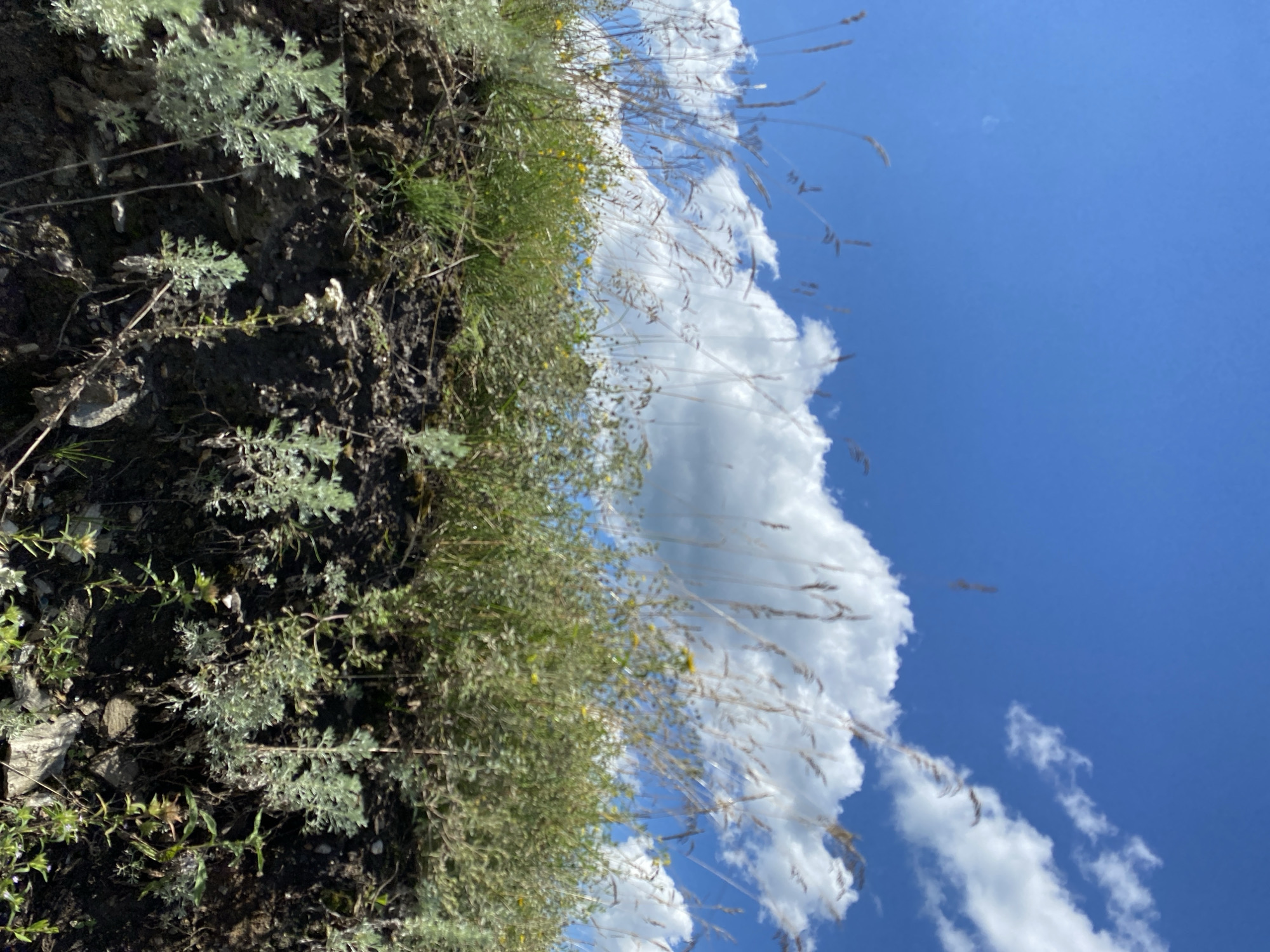 The image shows a close-up view of vegetation on a dirt embankment under a bright blue sky with scattered white clouds. The foreground is dominated by dry grasses and some light green, feathery plants. The embankment itself is dark brown and appears to be a mix of soil and small rocks. In the mid-ground, the vegetation becomes denser, with more green foliage and some small yellow wildflowers. The background consists of the sky and more clouds. The scene is static and depicts a natural outdoor environment. No people or animals are visible. The location is identified as the city of Yuldybayevo, Russia.