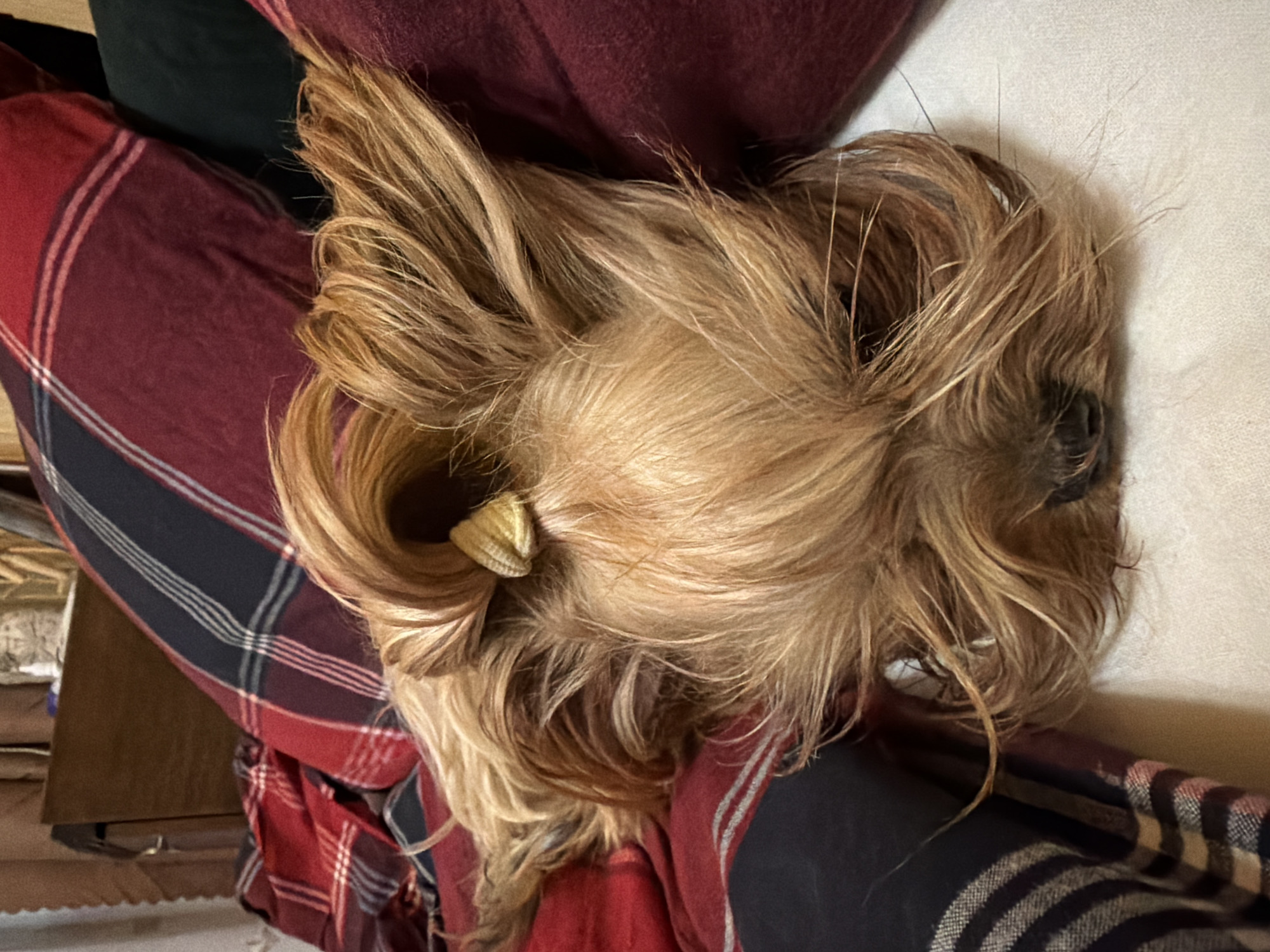 The image presents a close-up, overhead view of a long-haired dog, possibly a Yorkshire Terrier, resting on a surface that appears to be part of a person's lap or adjacent to a person wearing a red and black plaid shirt or blanket. The dog's fur is a mix of blonde and brown tones. Some of the dog's fur is secured with a light-colored hair tie. The background includes a white surface, possibly a sofa or bed, and partially visible objects suggestive of a domestic interior. The exact location in Koloskovo-2, Russia cannot be determined from this image.