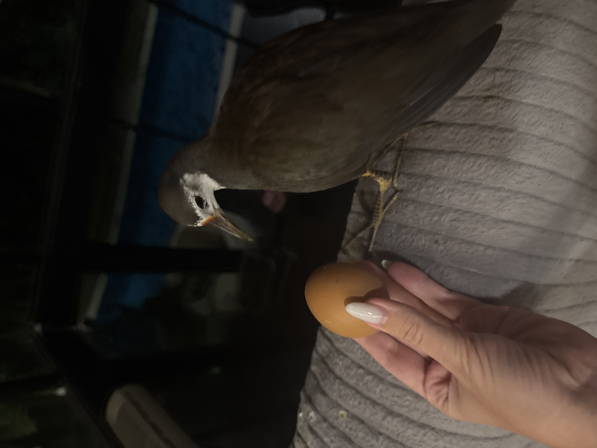 The image captures a close-up interaction between a bird and a human hand holding an egg in a dimly lit, possibly indoor or sheltered setting in Kuta Selatan, Indonesia.
The primary subjects are a bird and a human hand. The bird, which appears to be a type of waterhen or rail, has dark brown or greyish plumage, a distinctive white facial shield, and an orange-red base to its beak. Its yellowish, scaled legs are visible. It is perched on a grey, textured fabric, likely a blanket or cushion. The bird has lowered its head and is intently focused on a brown egg held out towards it.
The human hand, appearing to be female with light-colored, manicured nails, gently offers the egg to the bird. The bird's beak is slightly agape, suggesting curiosity, examination, or anticipation of interacting with the egg.
The background is dark and out of focus, with hints of darker structures or furniture, contributing to the impression of a nighttime or low-light indoor environment. No specific weather conditions are discernible, and no text is visible in the frame. The scene portrays a moment of focused engagement between the bird and the human over the presented egg.