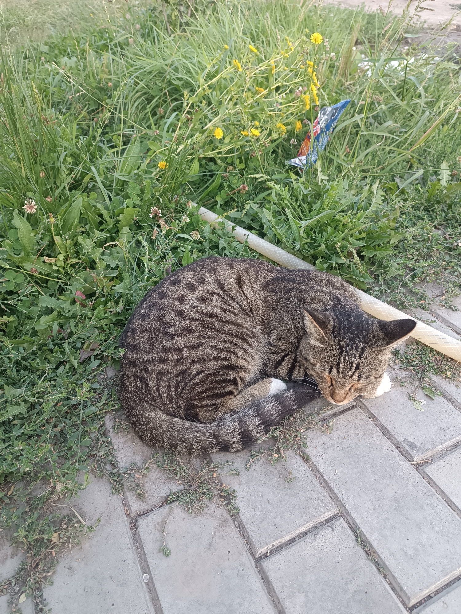 A brown tabby cat is curled up and sleeping on a paved walkway. The cat is mostly obscured by its curled body, but its head, paws, and tail are visible. The cat's fur is a mix of brown and black stripes, with white markings on its paws and tail. The walkway is made of gray interlocking pavers. To the left of the walkway is a patch of green grass with some small yellow flowers and green clover. A beige hose lies on the ground near the cat, extending into the grass. In the background, more grass and some debris, including a colorful piece of plastic, are visible. The scene appears to be outdoors, likely in a park or a residential area. The lighting suggests it is daytime. The location is identified as Bishkek City, Kyrgyzstan.