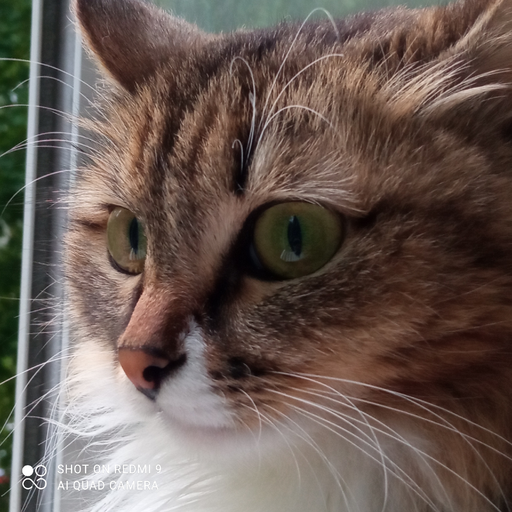 The image, captured in Chaikovsky, Russia, displays a close-up, left-profile view of a domestic cat. The subject has brown tabby fur with white markings on its chest, chin, and around the nose. Its two visible eyes are green with distinct vertically constricted pupils, each containing reflections of a light source. A pinkish-brown nose is prominent. Numerous long, white whiskers extend from the muzzle and above the eyes, some with a slight curl. The background is softly blurred, revealing vertical, light-colored structures consistent with a window frame or bars, beyond which green foliage is visible, indicating an outdoor setting. The cat's head is tilted slightly upward, and its gaze is directed intently to the left. A digital watermark in the lower-left corner states "SHOT ON REDMI 9 AI QUAD CAMERA."
